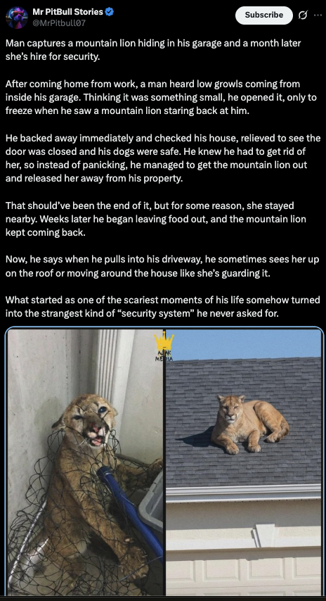Screenshot of the original X post by Mr PitBull Stories describing the mountain lion encounter