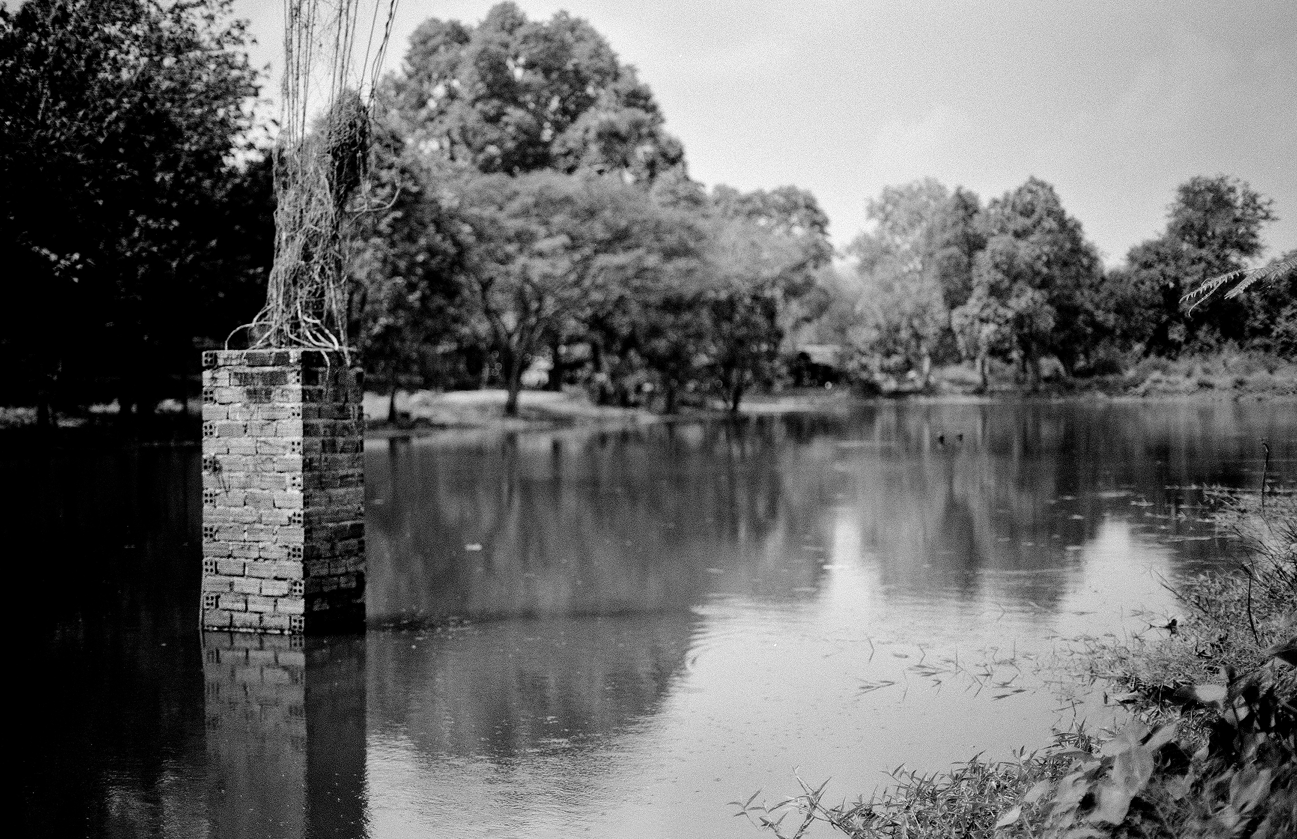 Wooden utility pole with vine wrapped around it reflecting in calm water with trees