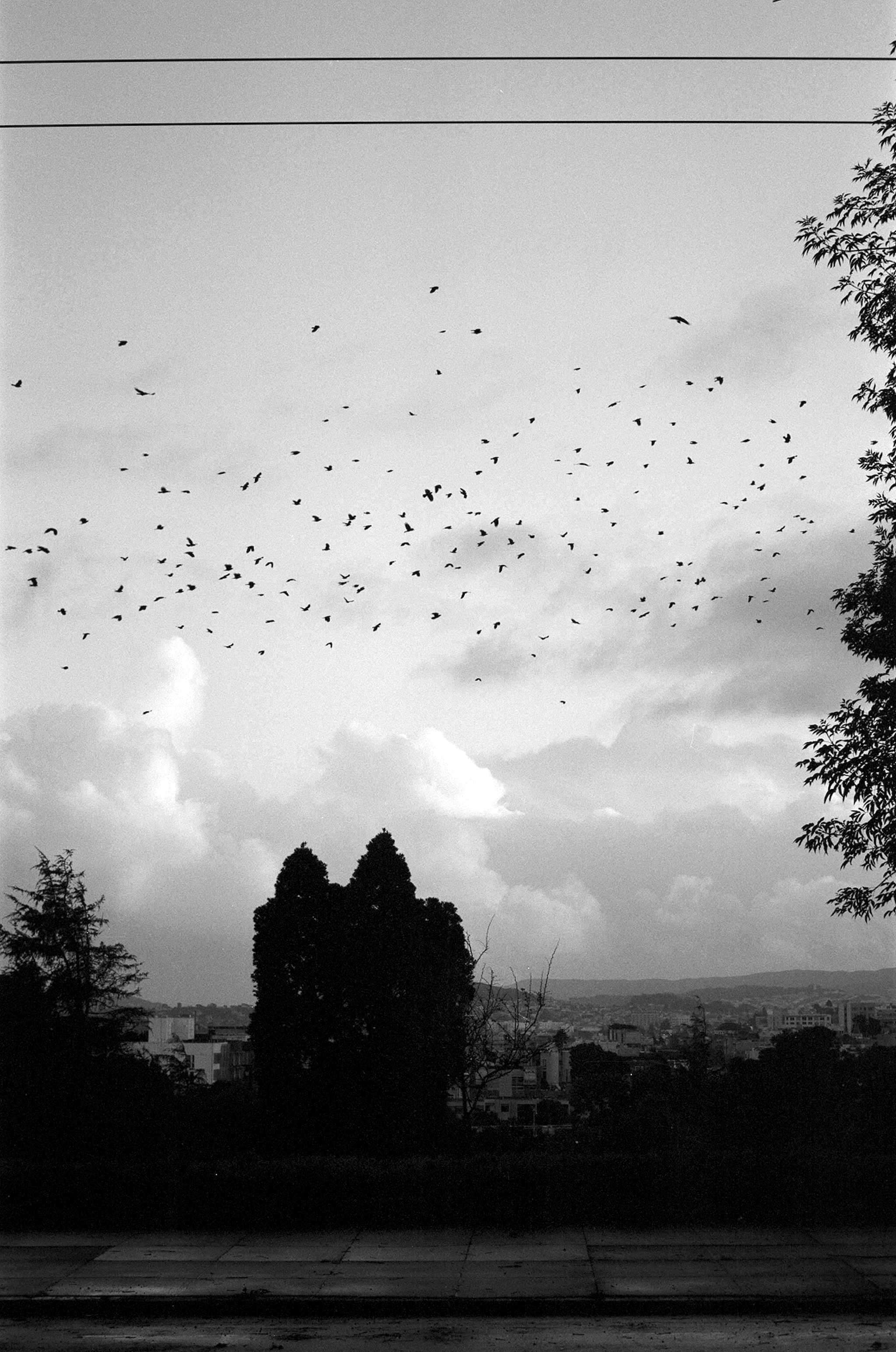 Large flock of birds flying over silhouetted trees with city view and dramatic clouds
