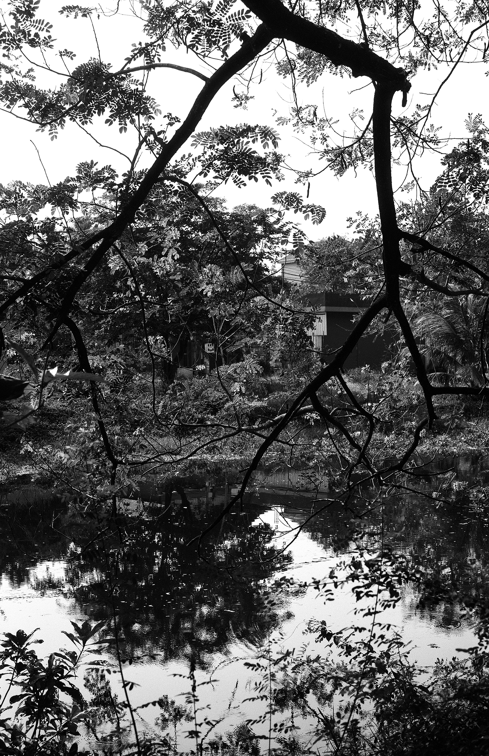 Gnarled tree branches silhouetted over flooded landscape with houses and water reflections