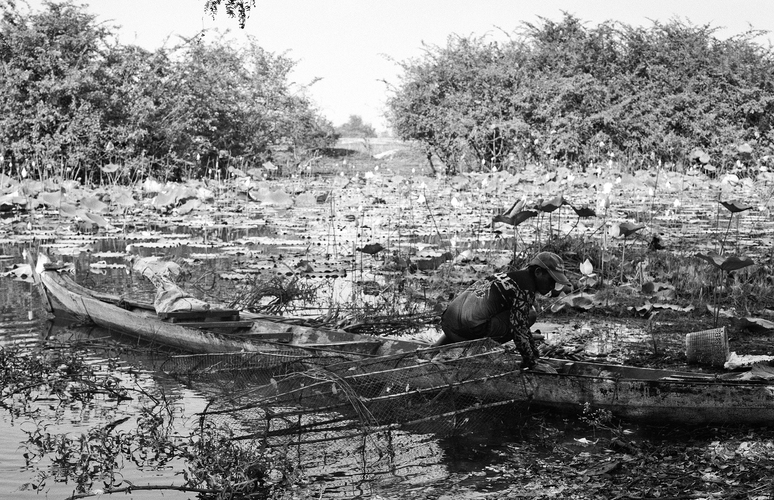Fisherman tending nets in lotus pond with mangrove forest and wooden boats