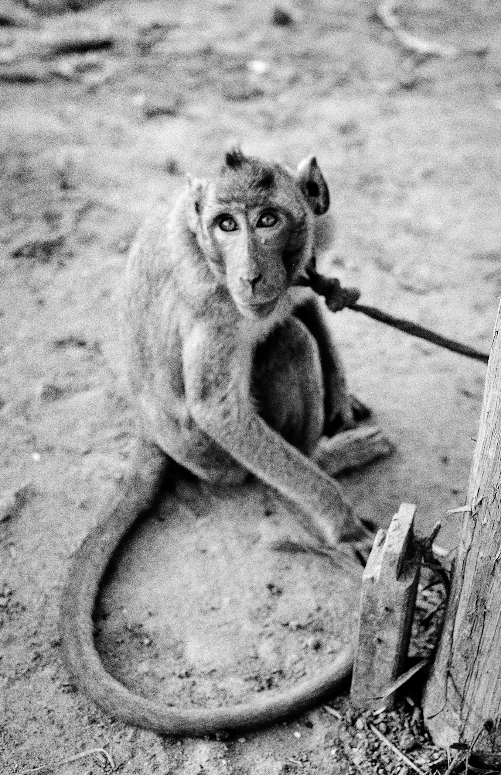 Monkey with expressive face and intense gaze sitting on ground with rope