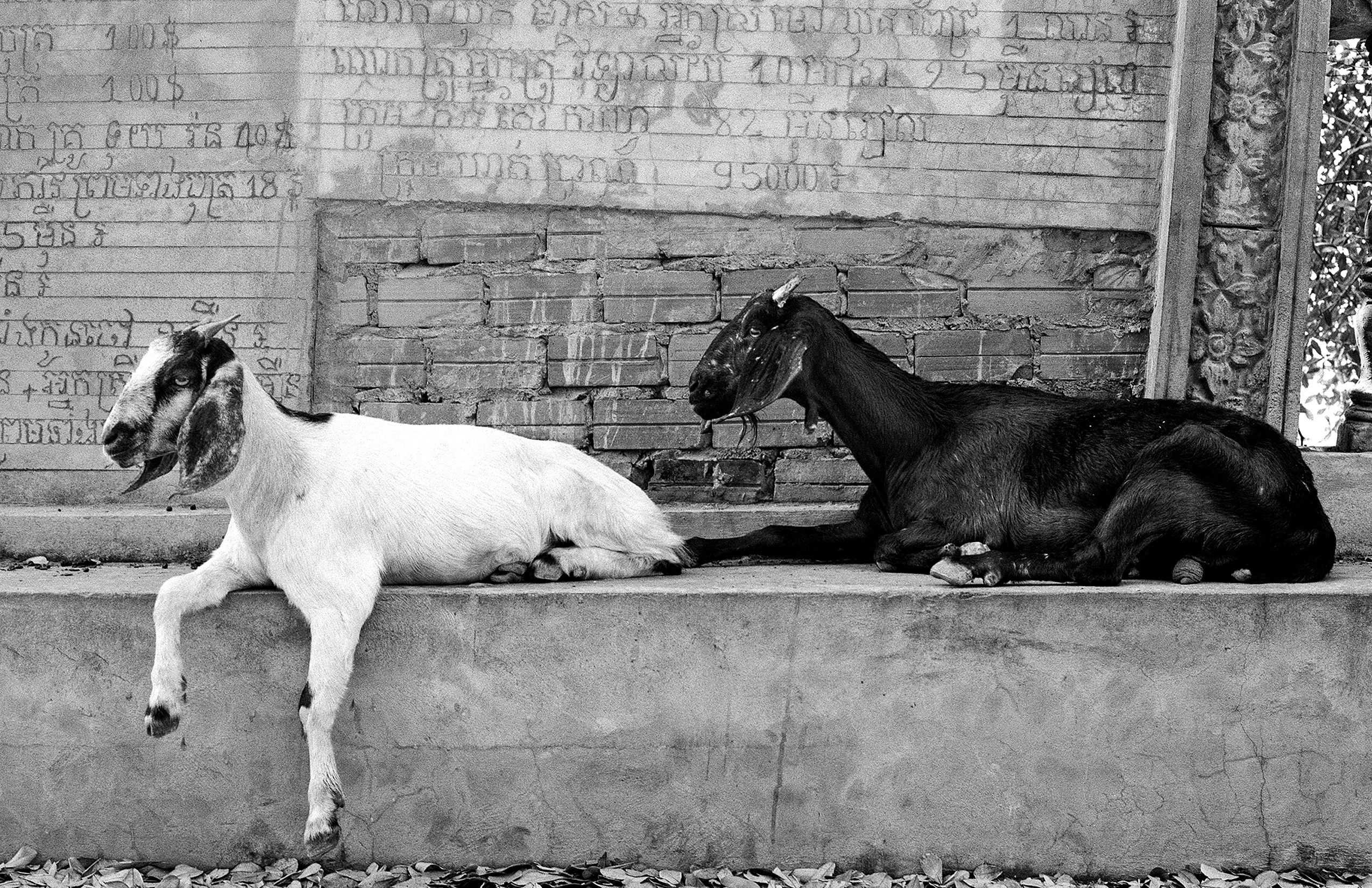 Two goats lying on concrete bench against weathered temple brick wall
