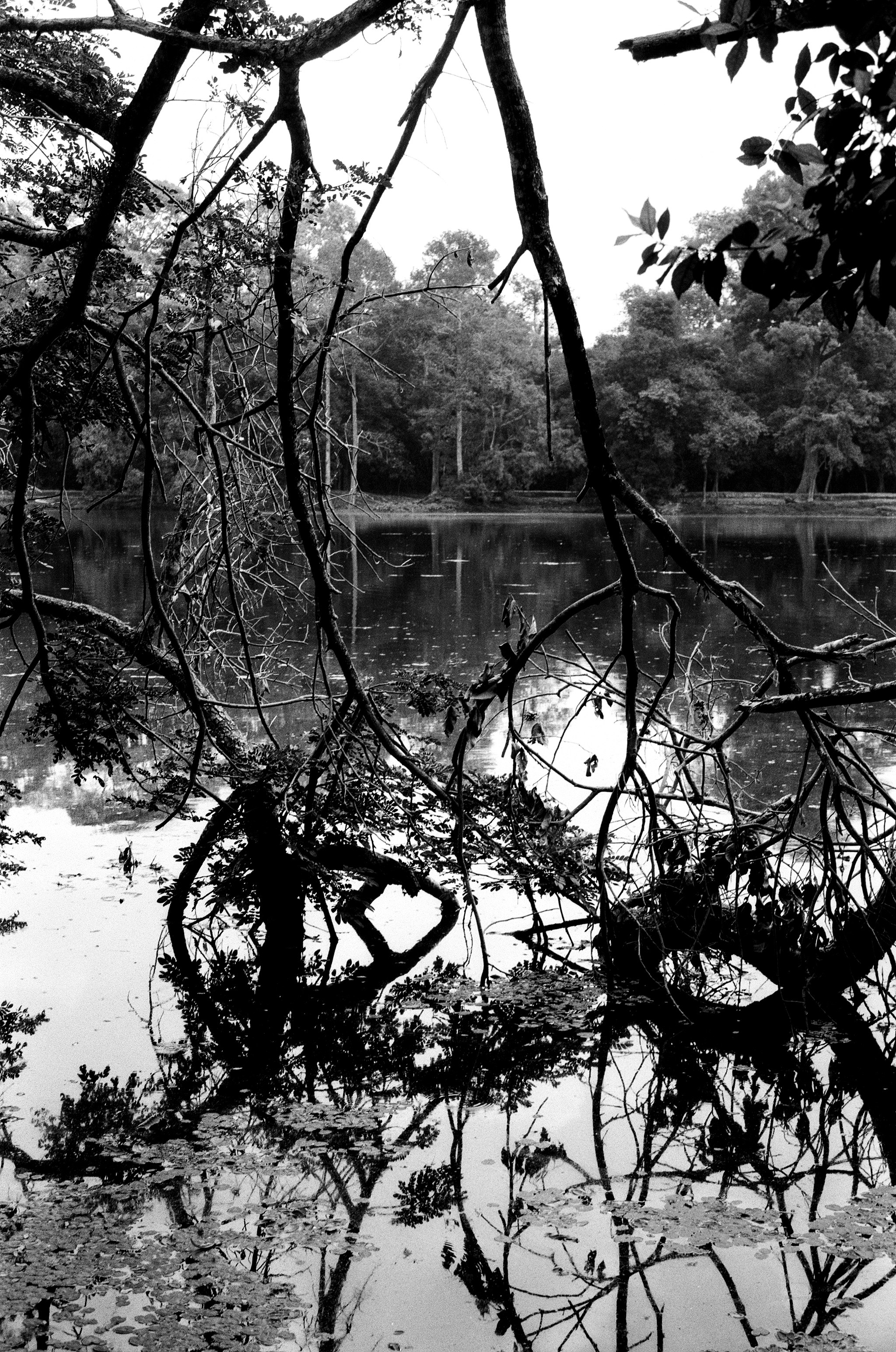 Tangled vines and branches framing still water with boats reflected and forest beyond