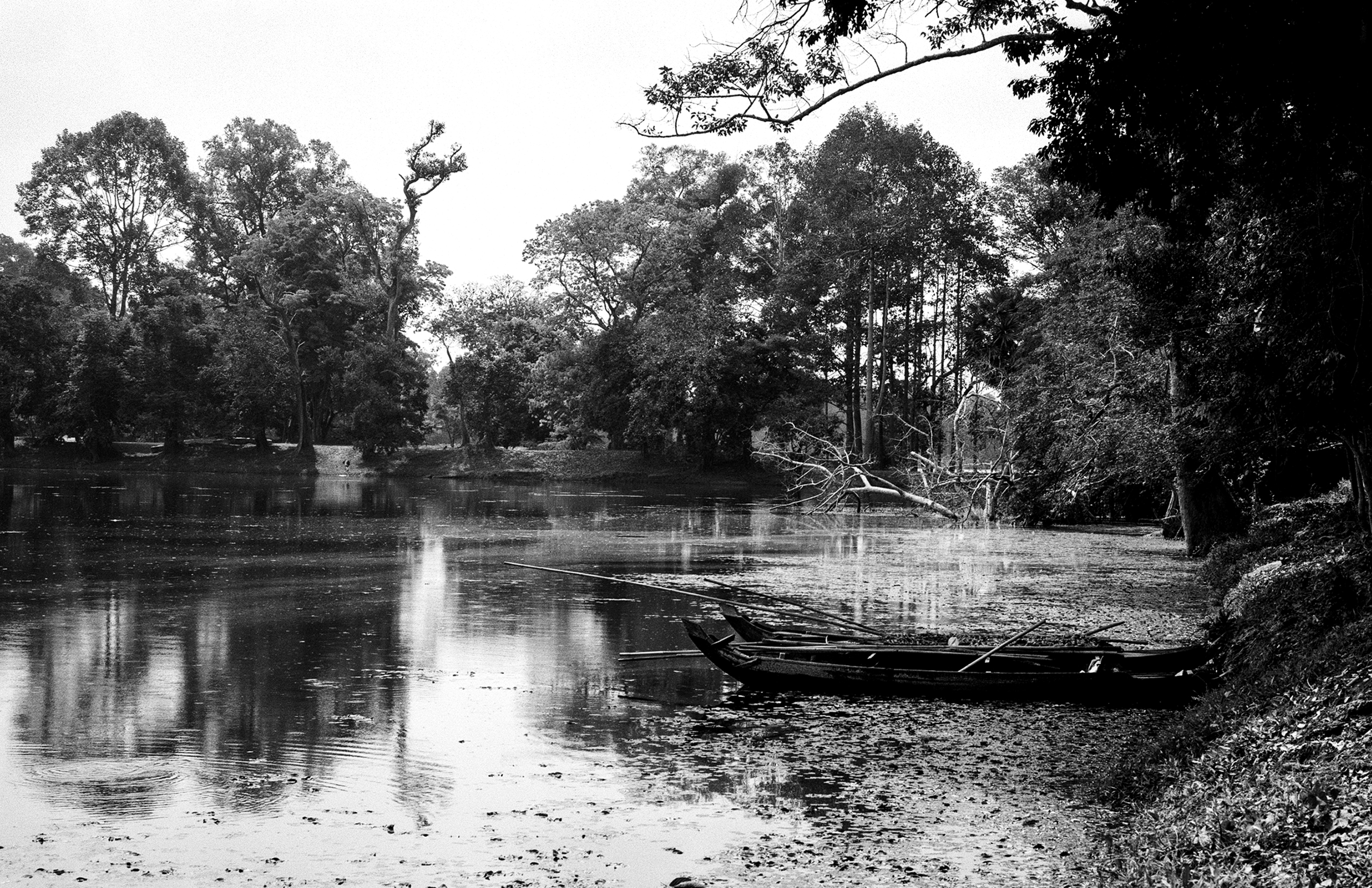 Scenic river landscape with fallen tree and lush vegetation on both banks