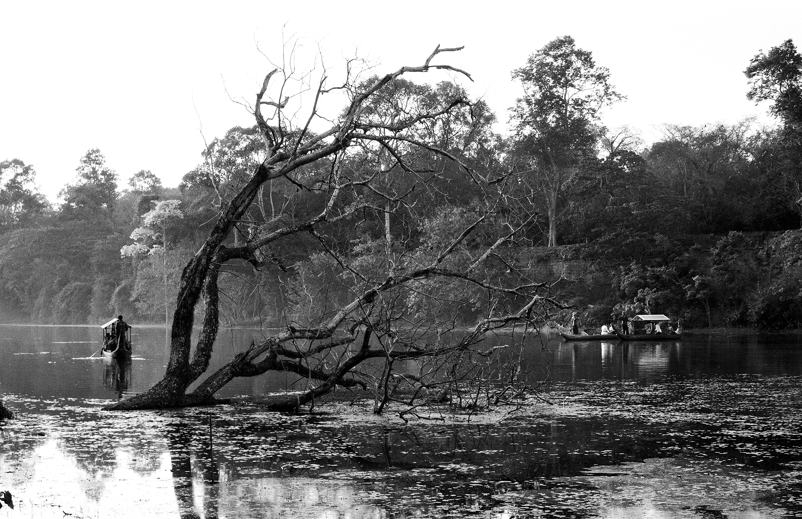 Ancient gnarled tree with bare branches leaning over calm water with forest reflection