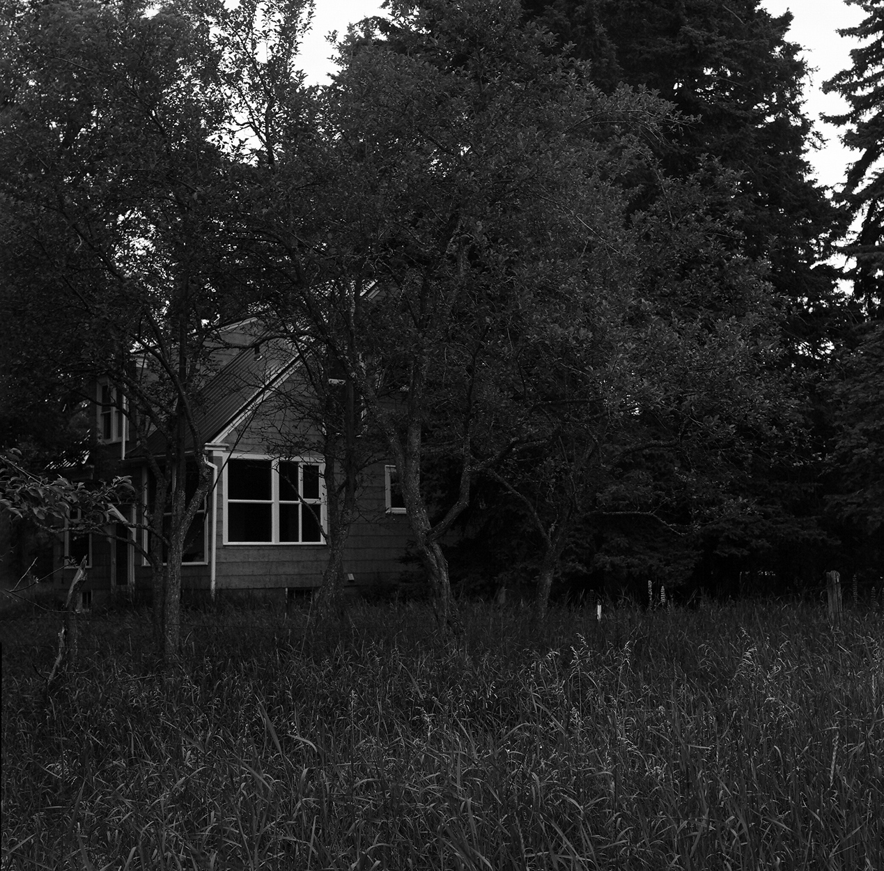 Cottage with large windows partially hidden among mature trees with tall grass meadow in foreground