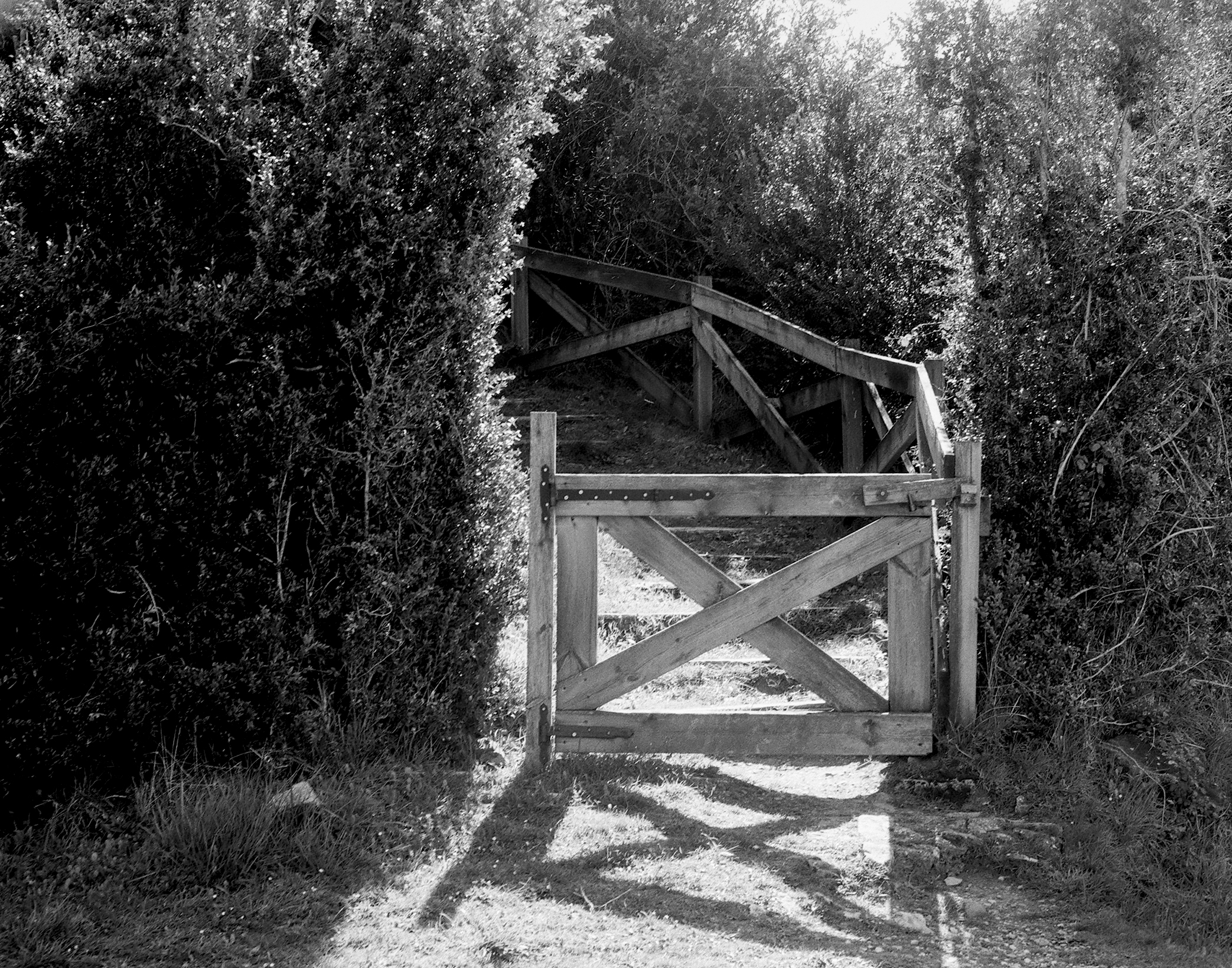 Weathered wooden structural framework with cross-bracing surrounded by wild overgrown vegetation