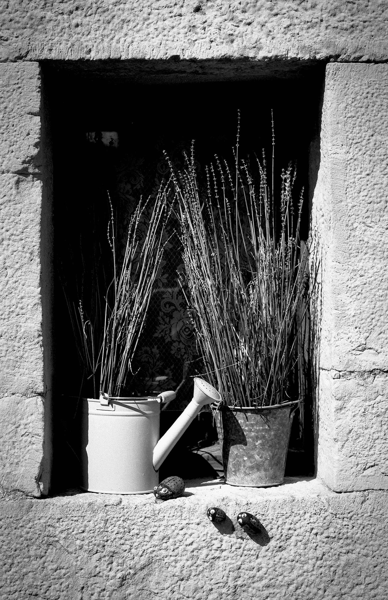 Doorway containing potted plants and watering cans in simple rustic still life