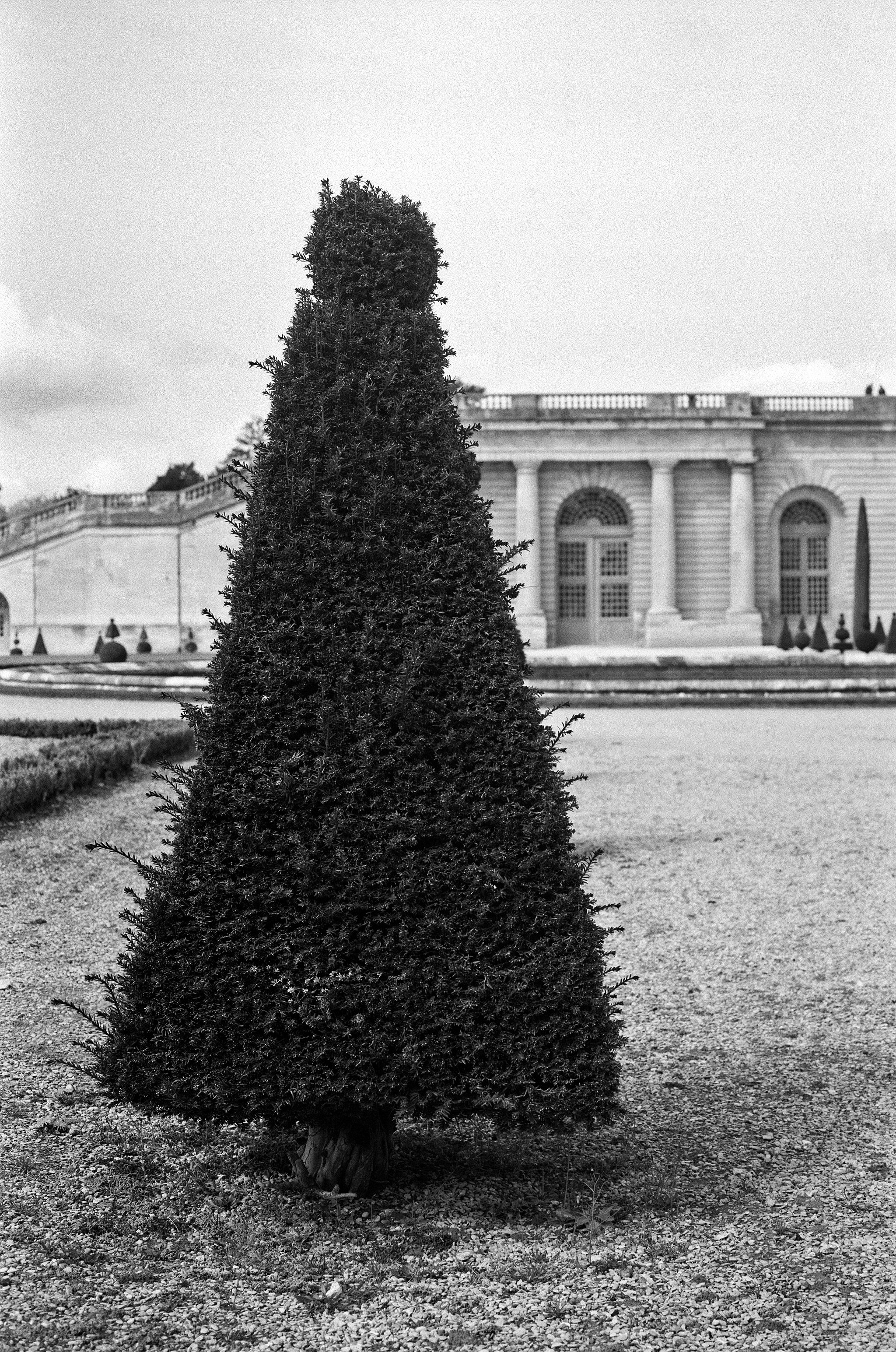 Tall cypress tree in formal garden with classical stone pavilion and arched windows behind