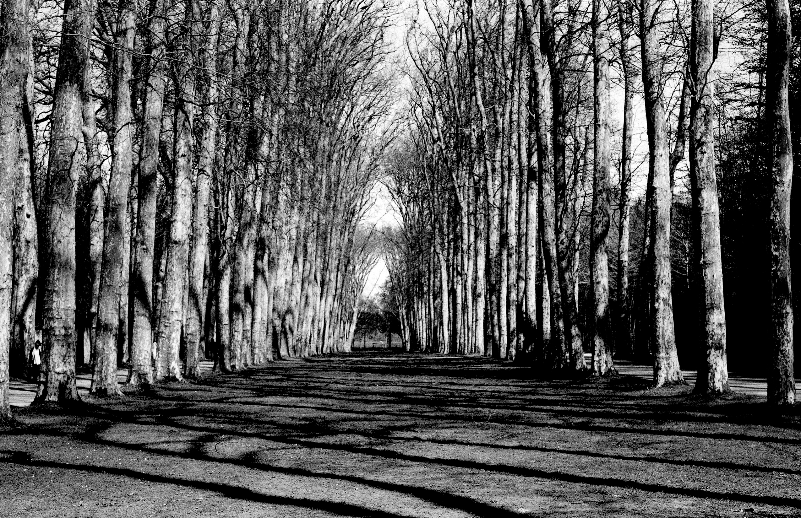 Long tree-lined alleyway with avenue of tall trees creating perspective tunnel