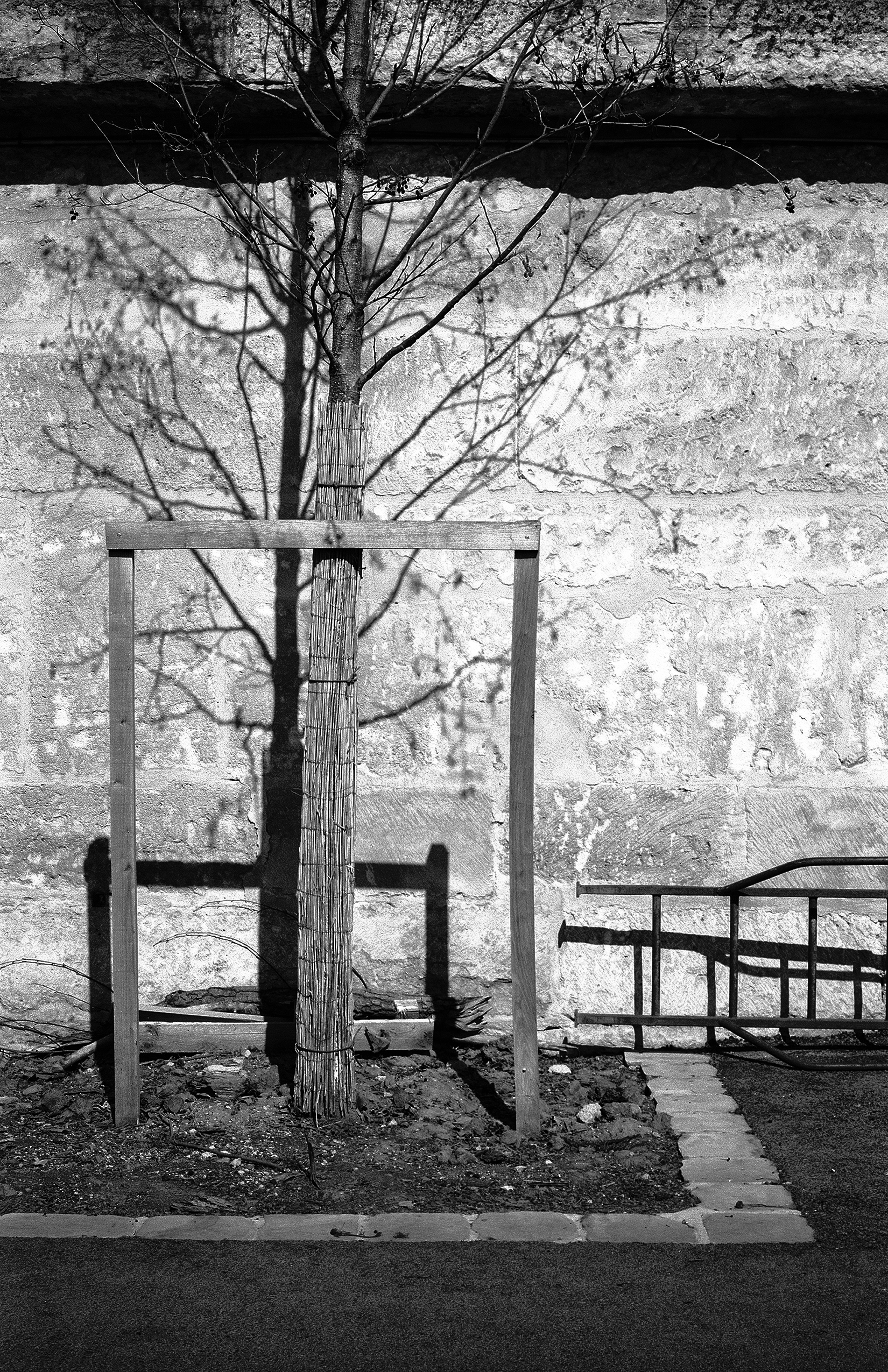 Bare tree growing through classical stone pavilion with Corinthian capitals in garden