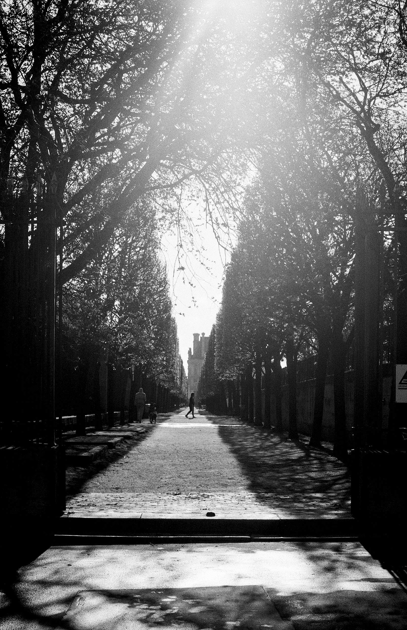 Tree-lined pathway through bare branches with figure walking in distance and gate visible