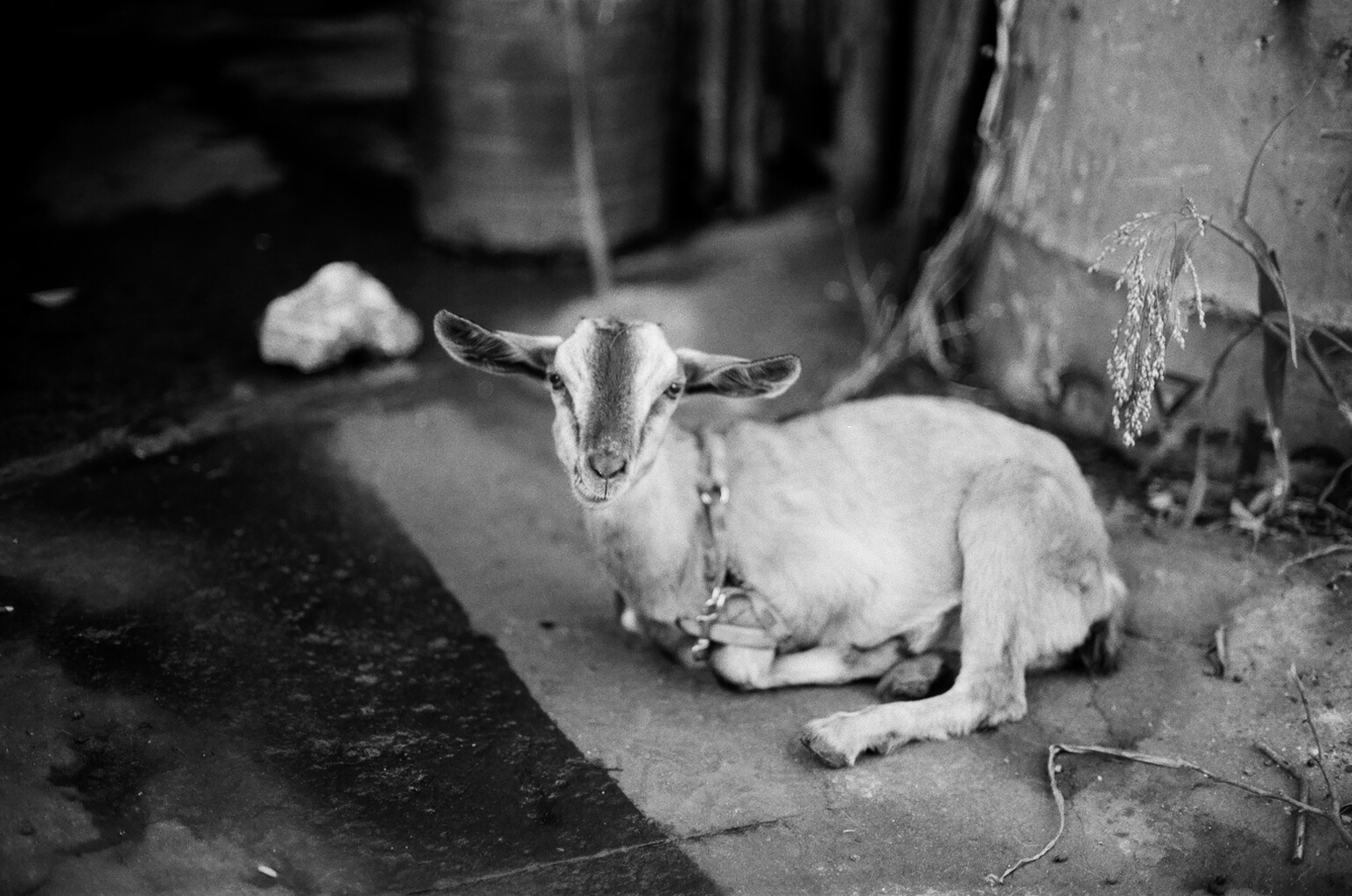 White goat with large ears lying on concrete ground looking directly at camera in rural setting