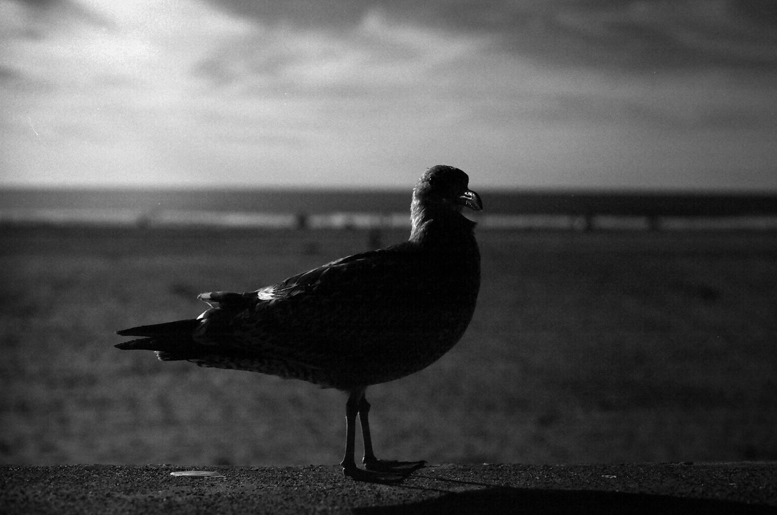 Seagull standing on beach with Golden Gate Bridge spans visible across the bay