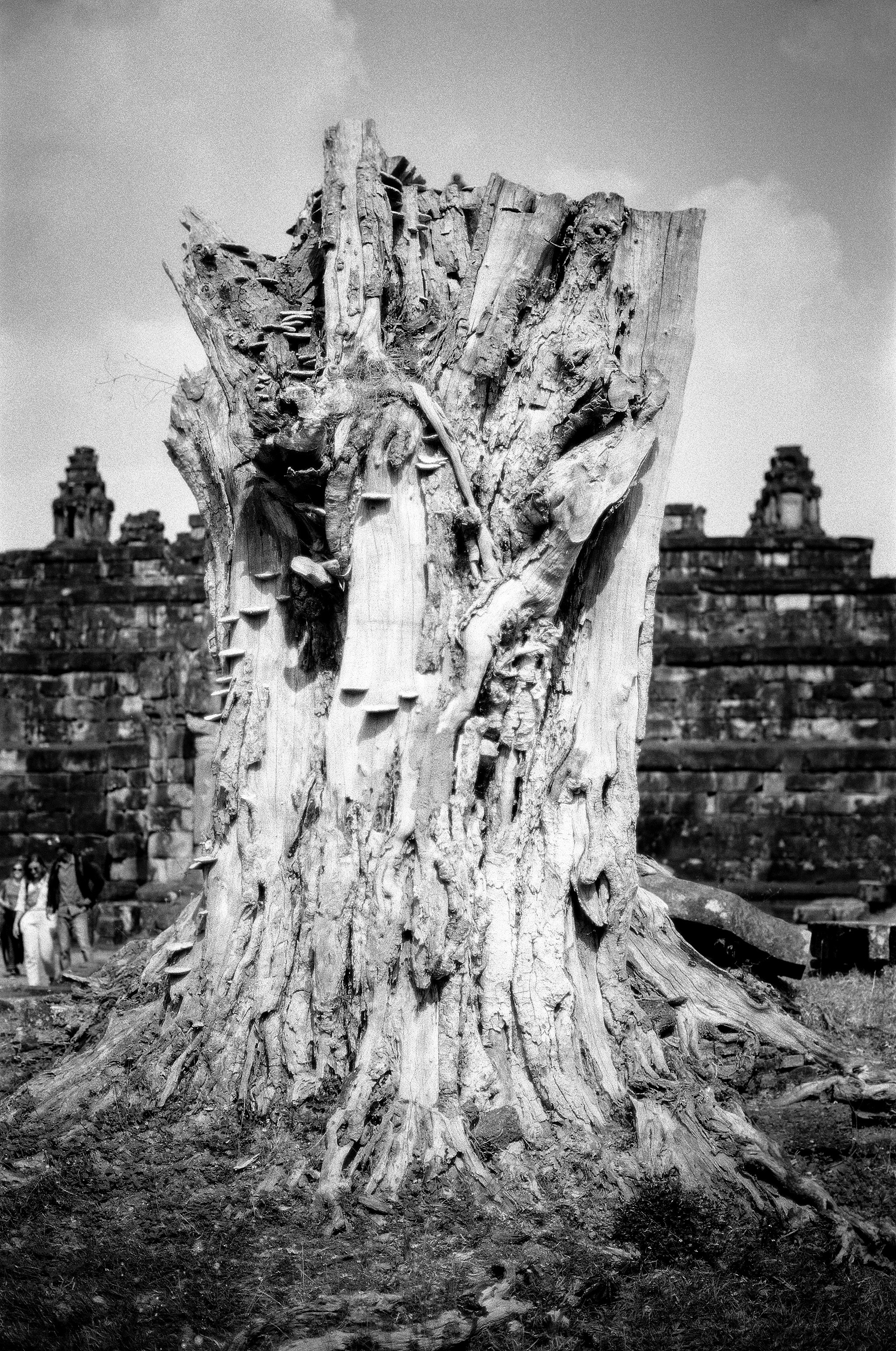 Ancient weathered tree trunk with carved faces at Angkor temple complex with distant spires