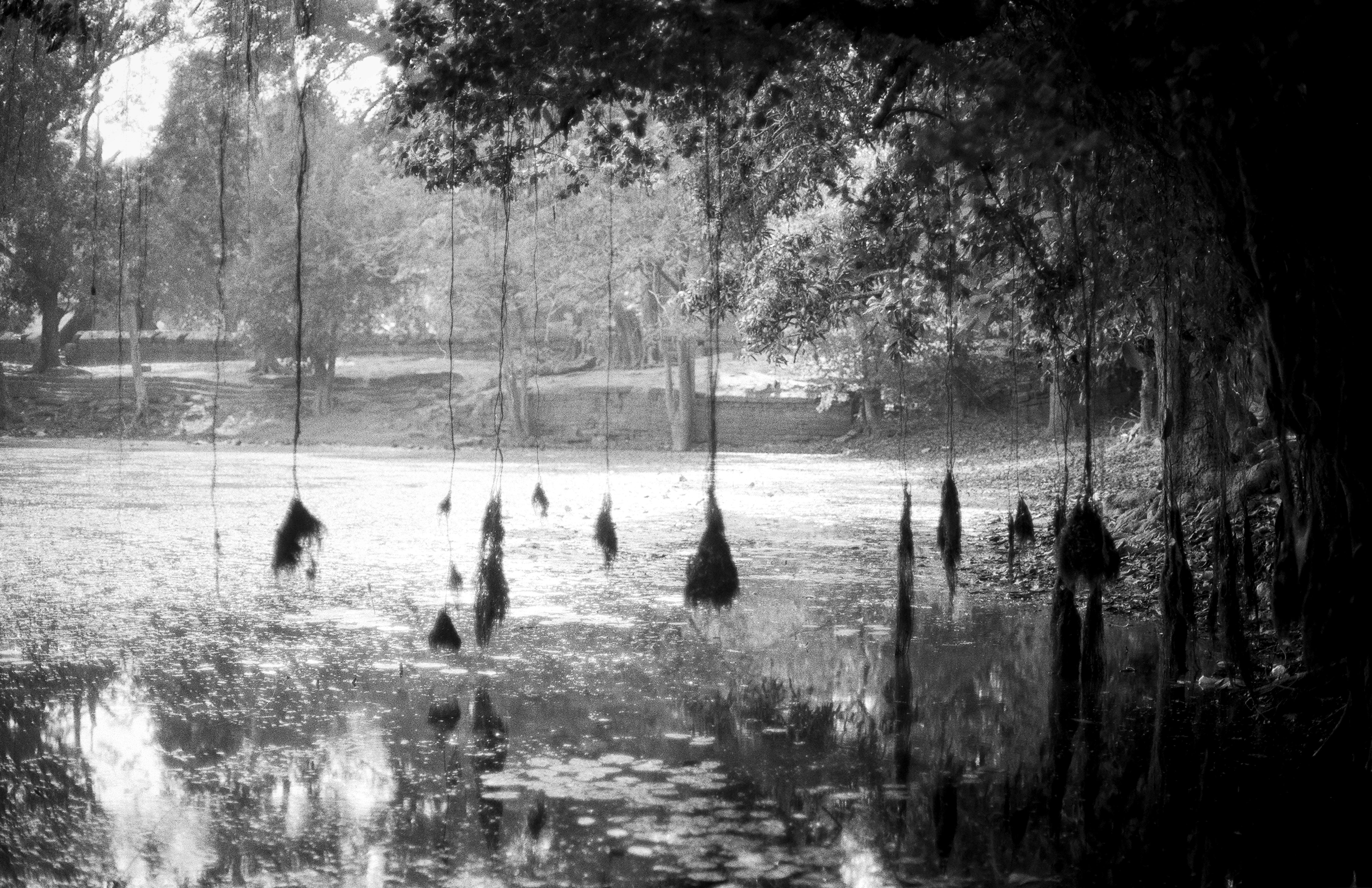 Atmospheric scene of hanging vines over flooded pond with water reflections and vegetation