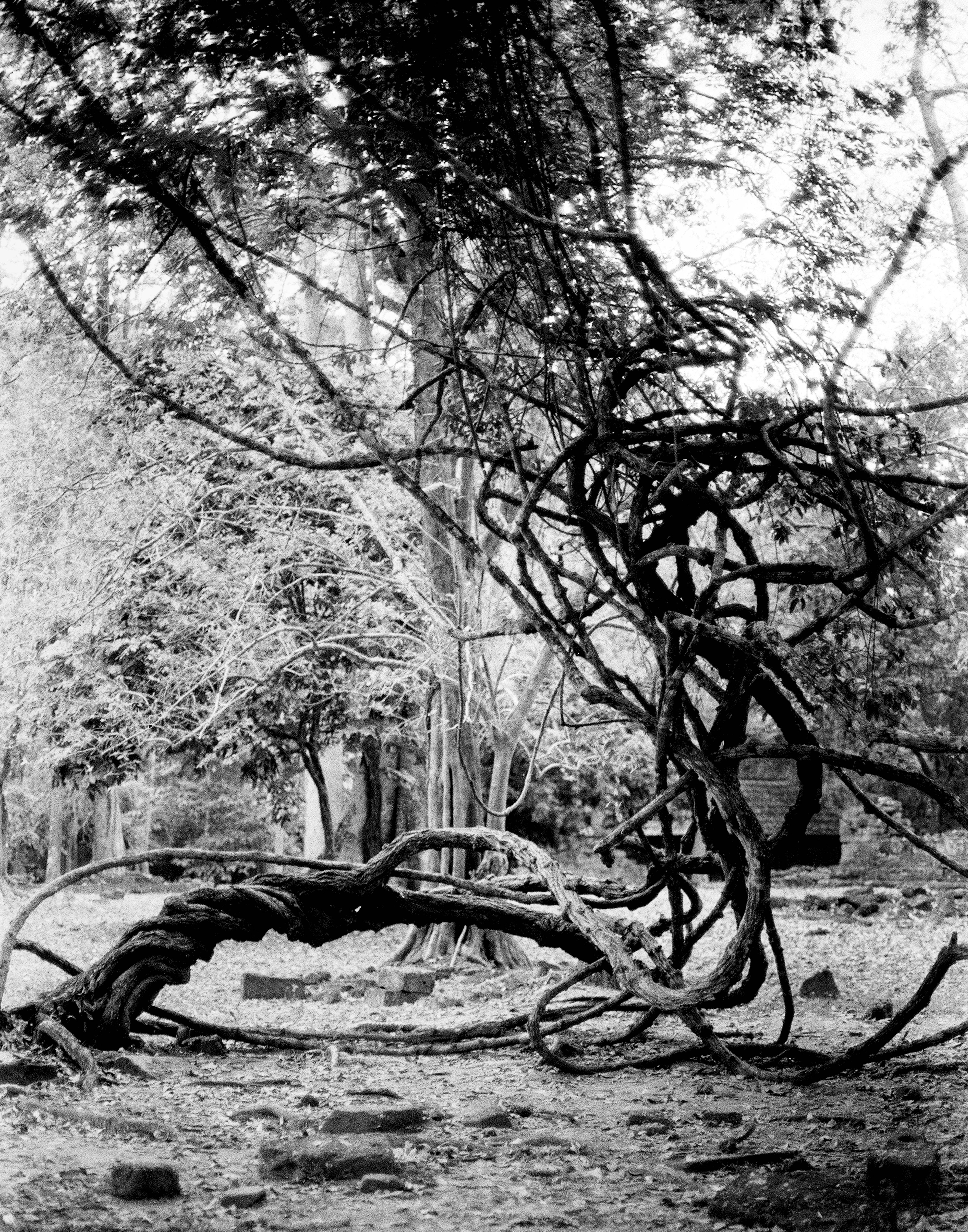 Gnarled fallen tree with twisted branches in dense jungle at temple ruins