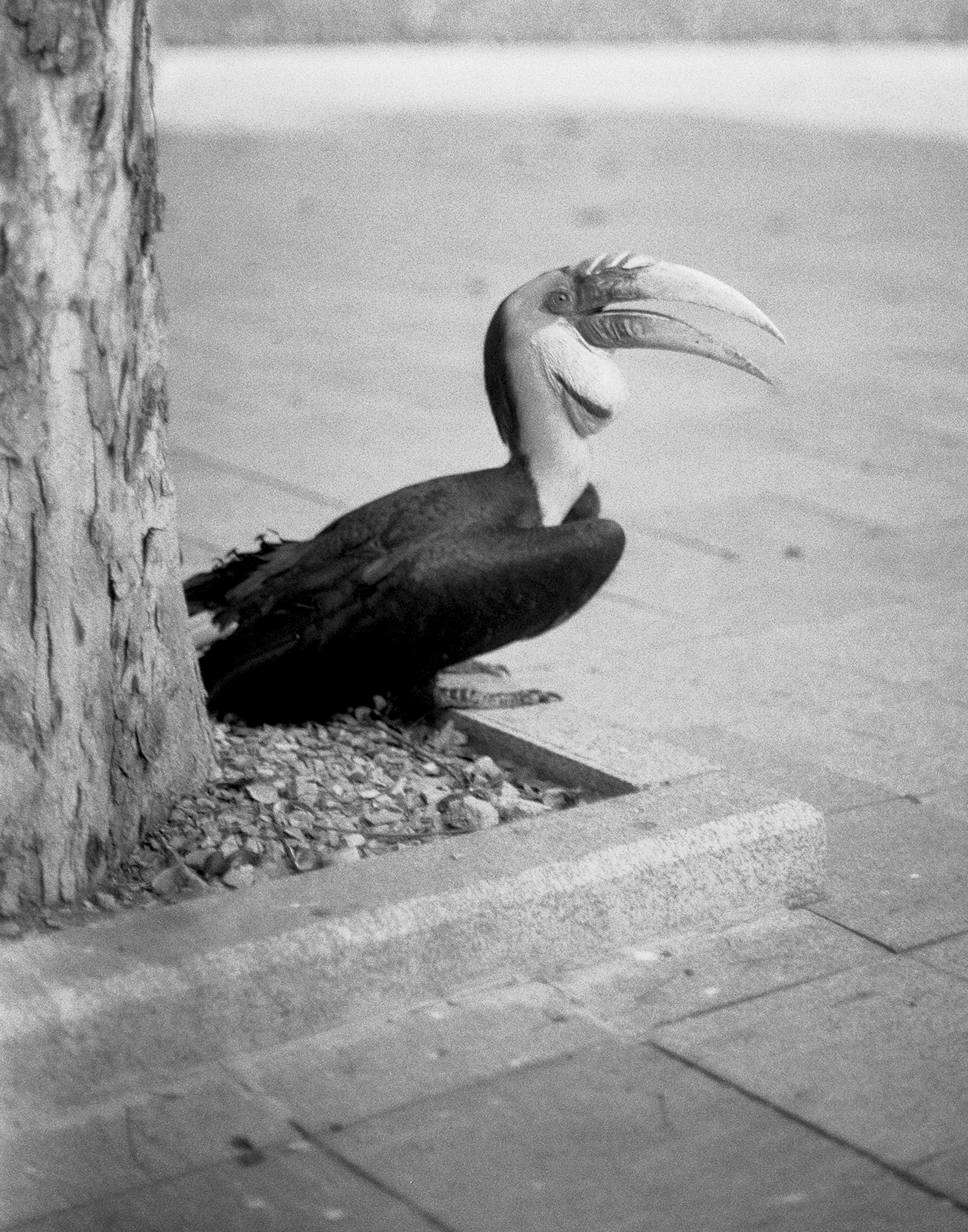 Anhinga water bird with distinctive curved neck posture on stone ledge by water