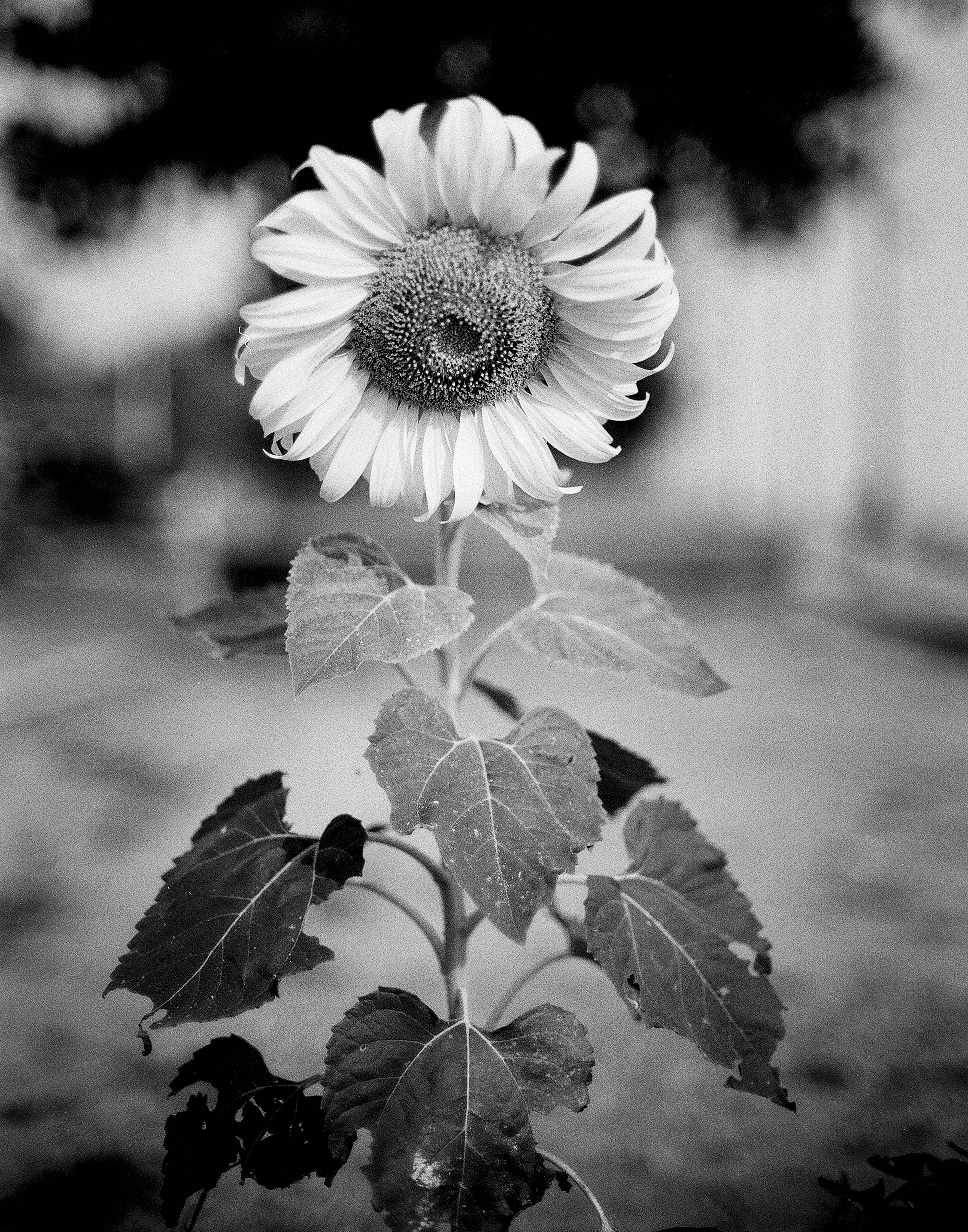 Single sunflower in full bloom with heart-shaped leaves against soft bokeh garden background