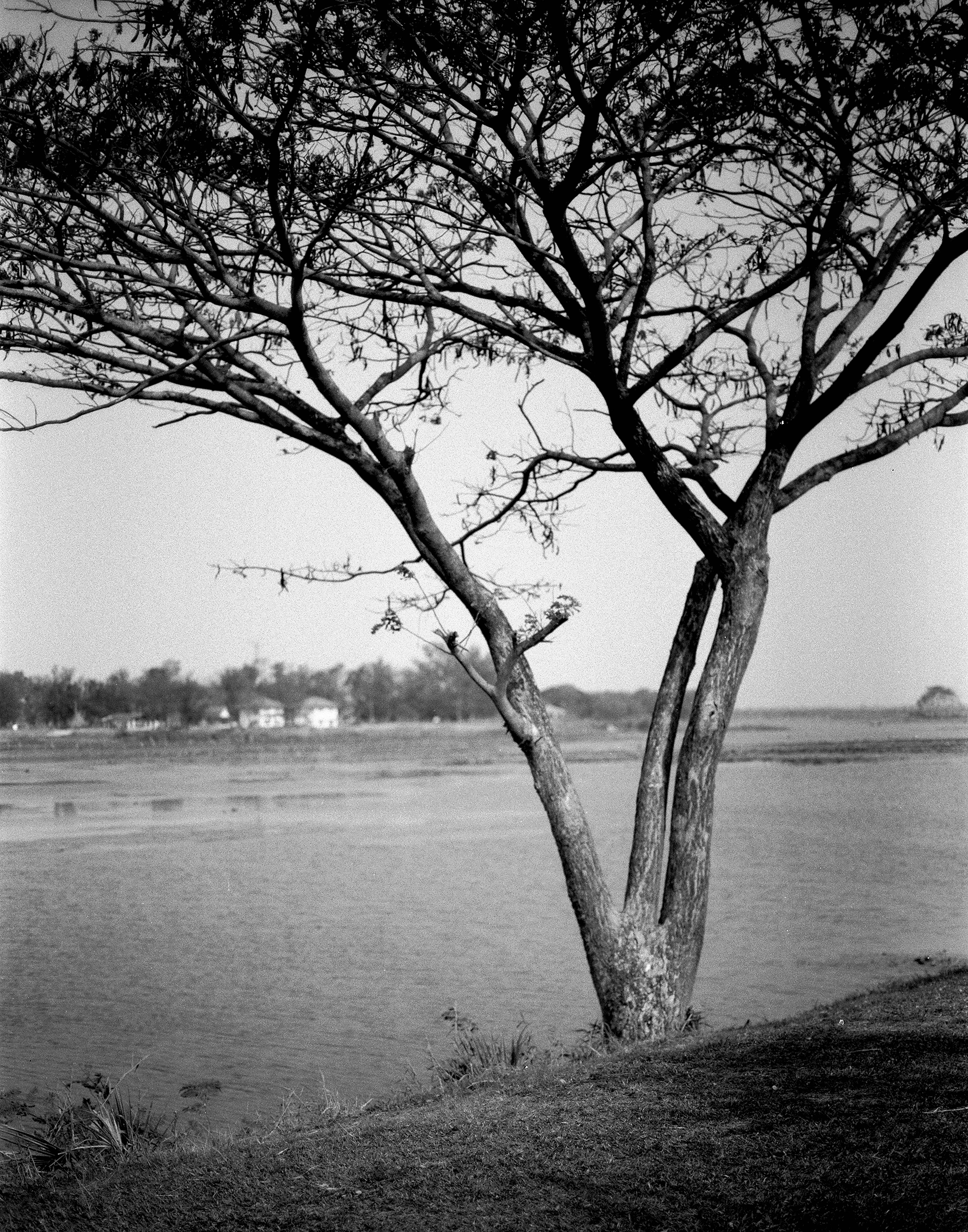 Lone tree with spreading branches silhouetted against river with distant village on far shore