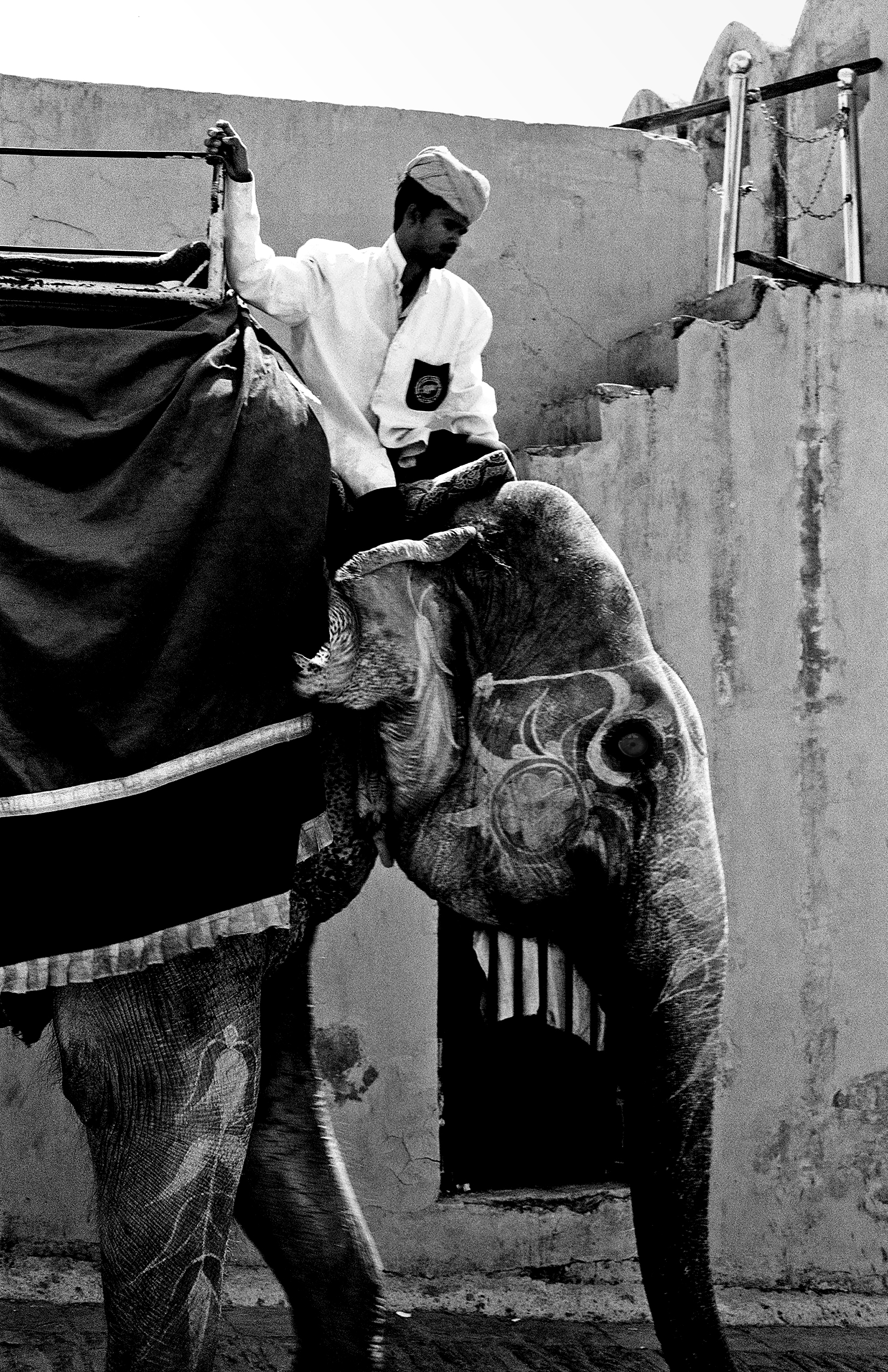 Black and white decorated elephant with intricate patterns and mahout adjusting ceremonial cloth