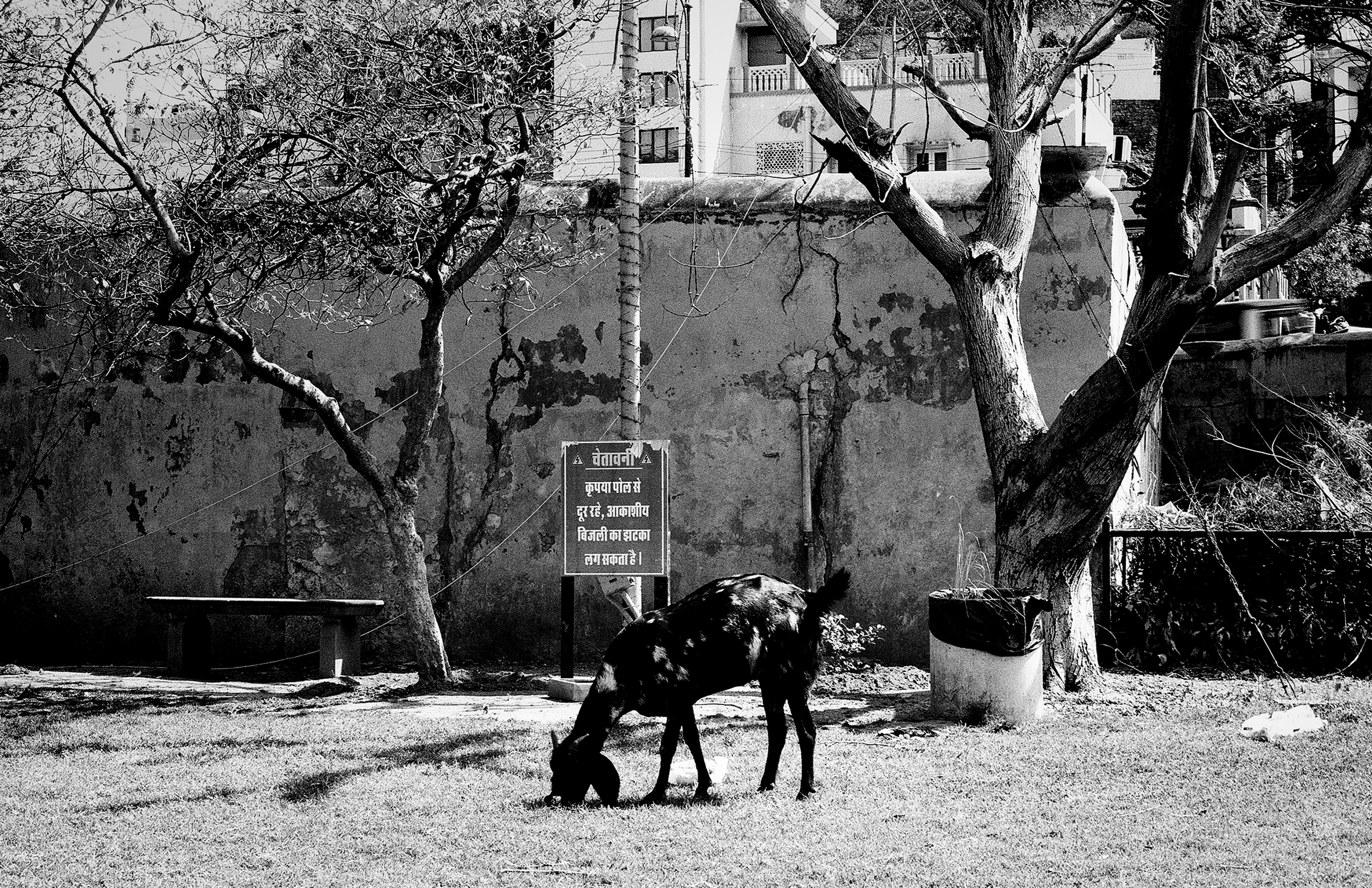 Black and white gnarled bare tree with dramatic twisted branches against weathered concrete fort wall