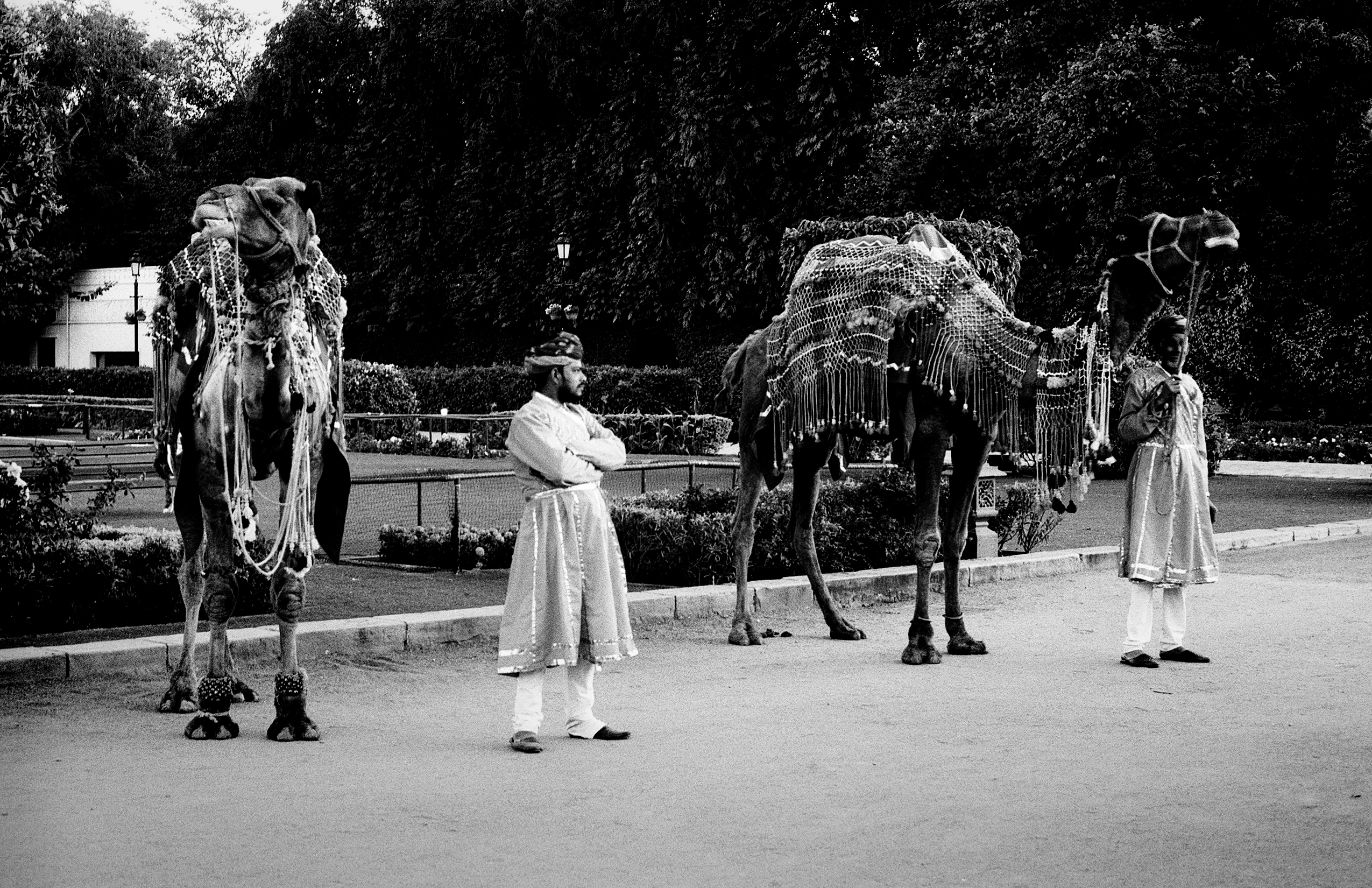 Black and white decorated camels in ceremonial parade with handlers ornate blankets and headdresses
