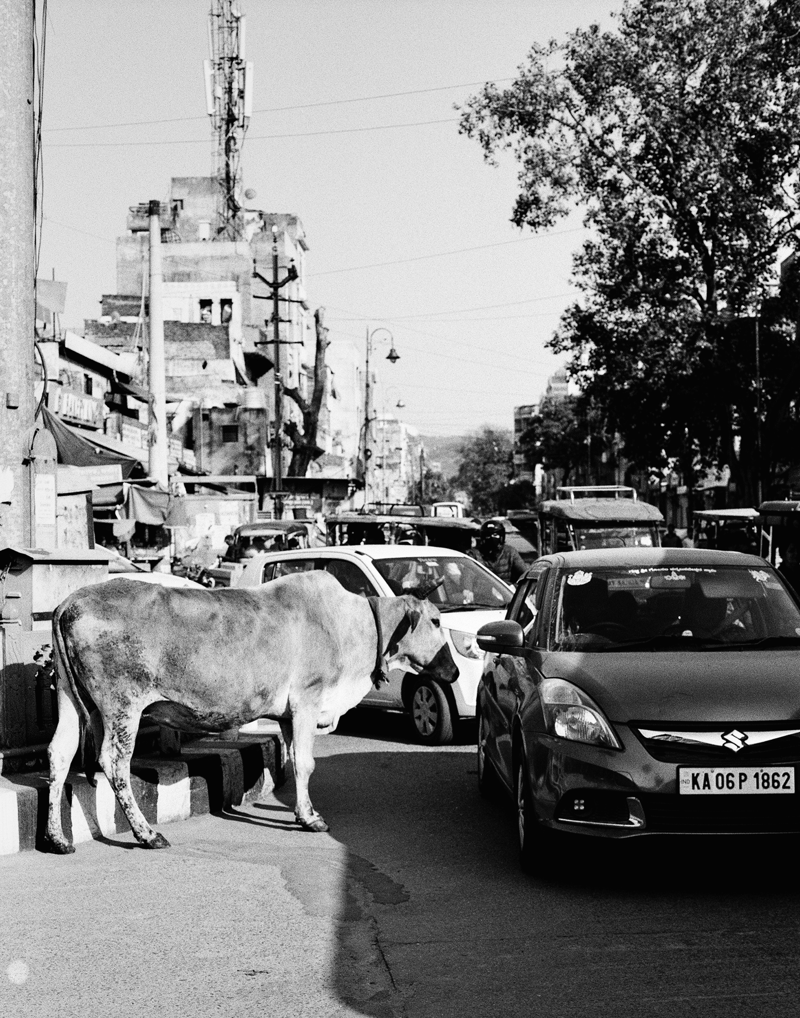 Black and white white cow standing on urban street with motorcycles and cars license plates visible