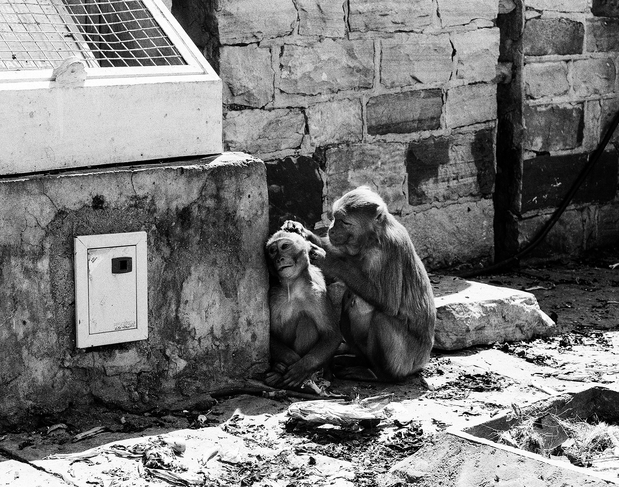 Black and white two monkeys sitting in urban compound with stone walls solar panel and weathered architecture