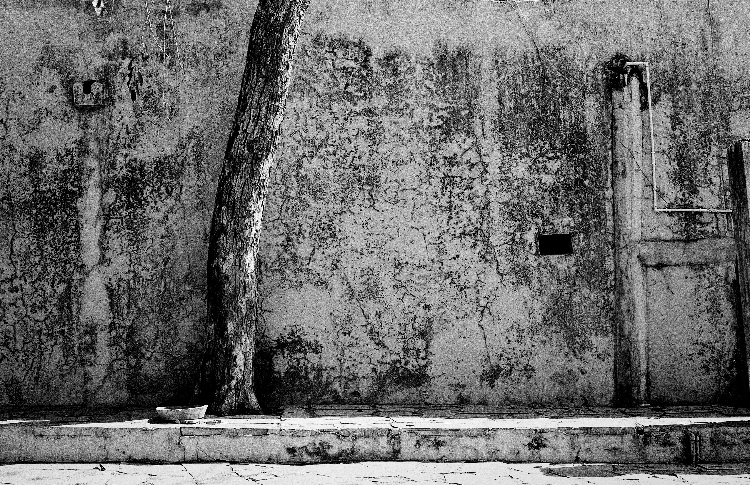 Black and white weathered courtyard wall with gnarled bare tree branches and simple metal water bowl