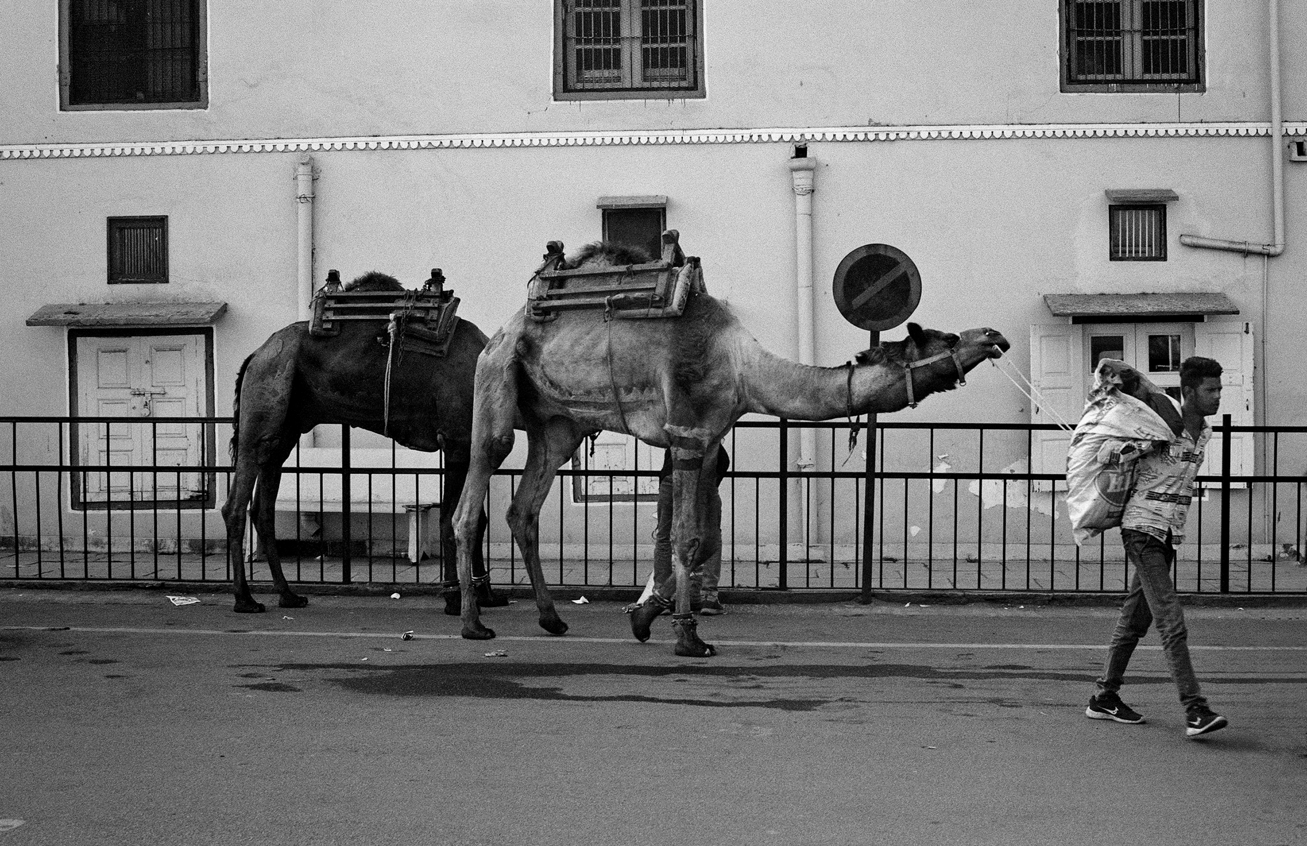 Black and white two decorated camels standing before palatial white walls with metal railing