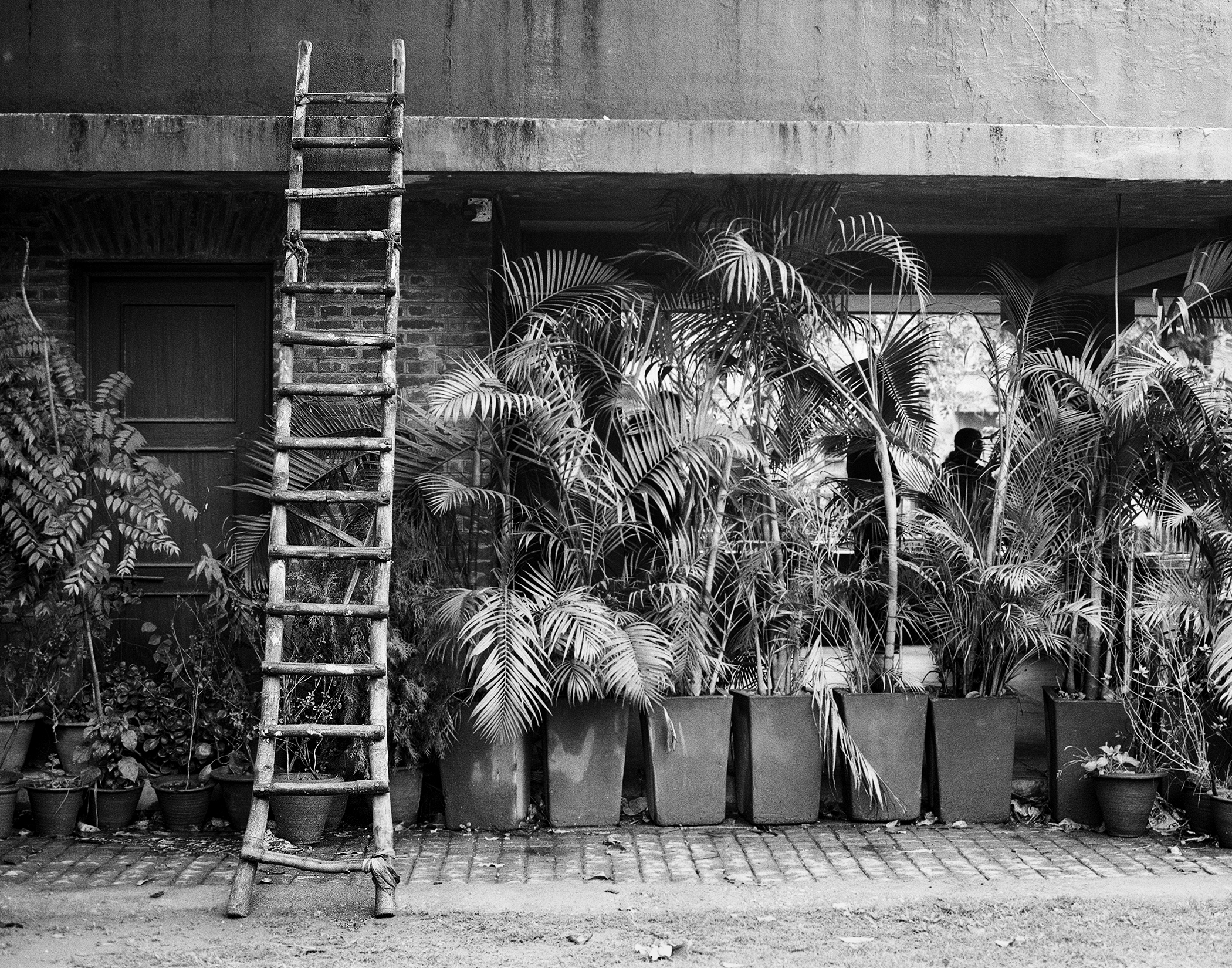 Black and white urban courtyard wooden ladder against wall palm fronds in large ceramic pots