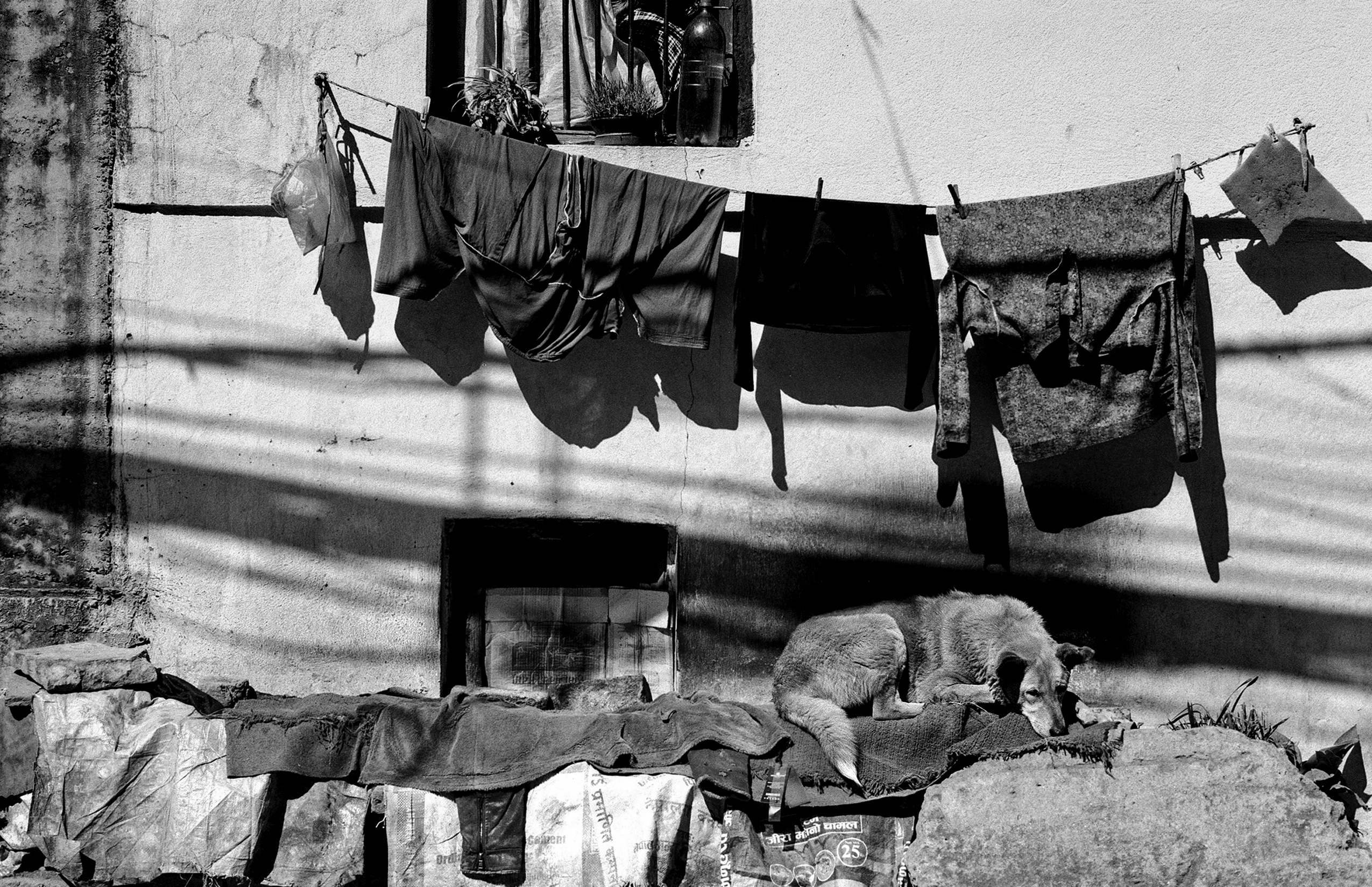 Clothesline with freshly washed dark laundry hanging to dry with monkeys resting below on ground