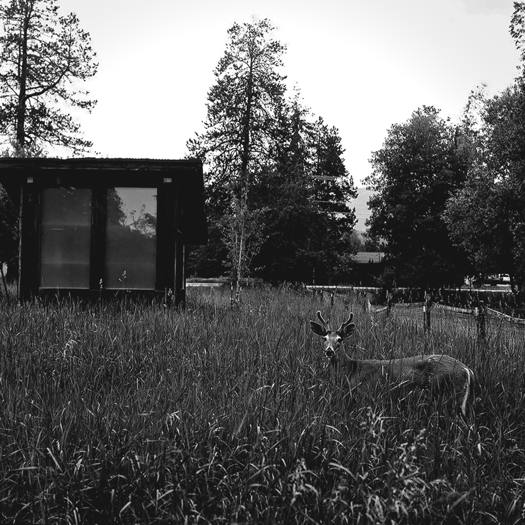Young buck deer standing alert in tall grass meadow with rustic cabin and evergreen trees in background