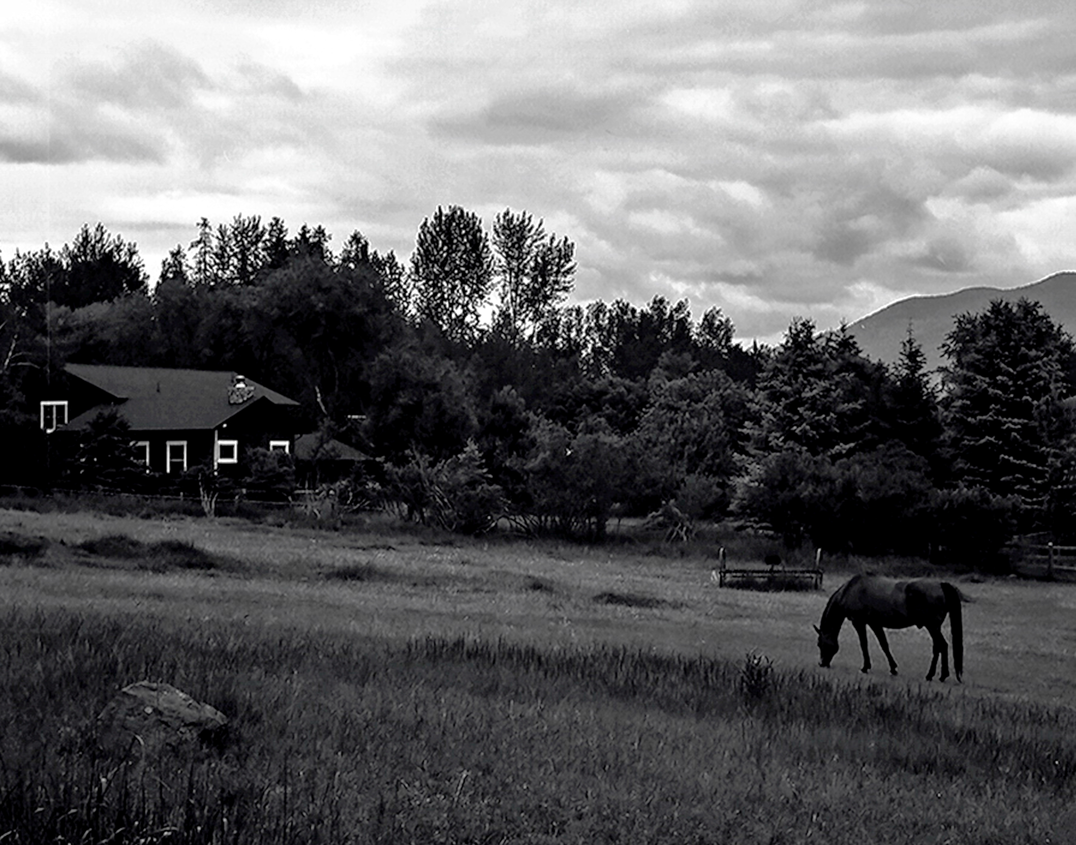 Horse grazing in pasture with ranch house and evergreen forest under moody clouded sky