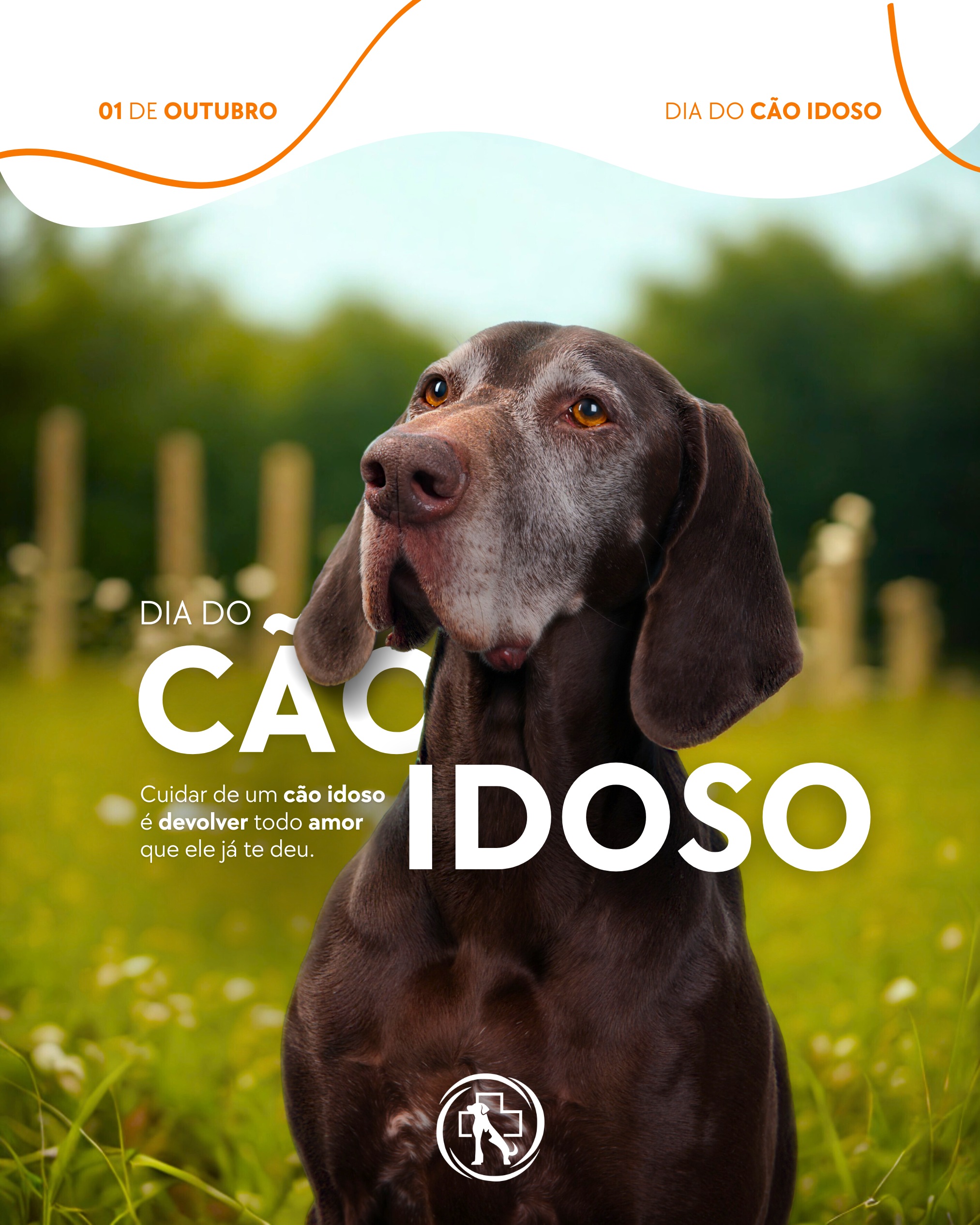 Clínica Veterinária - Dia do Cão Idoso