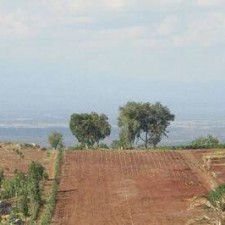 Terrassierte rote Felder mit zwei Bäumen und Seeblick in der Ferne