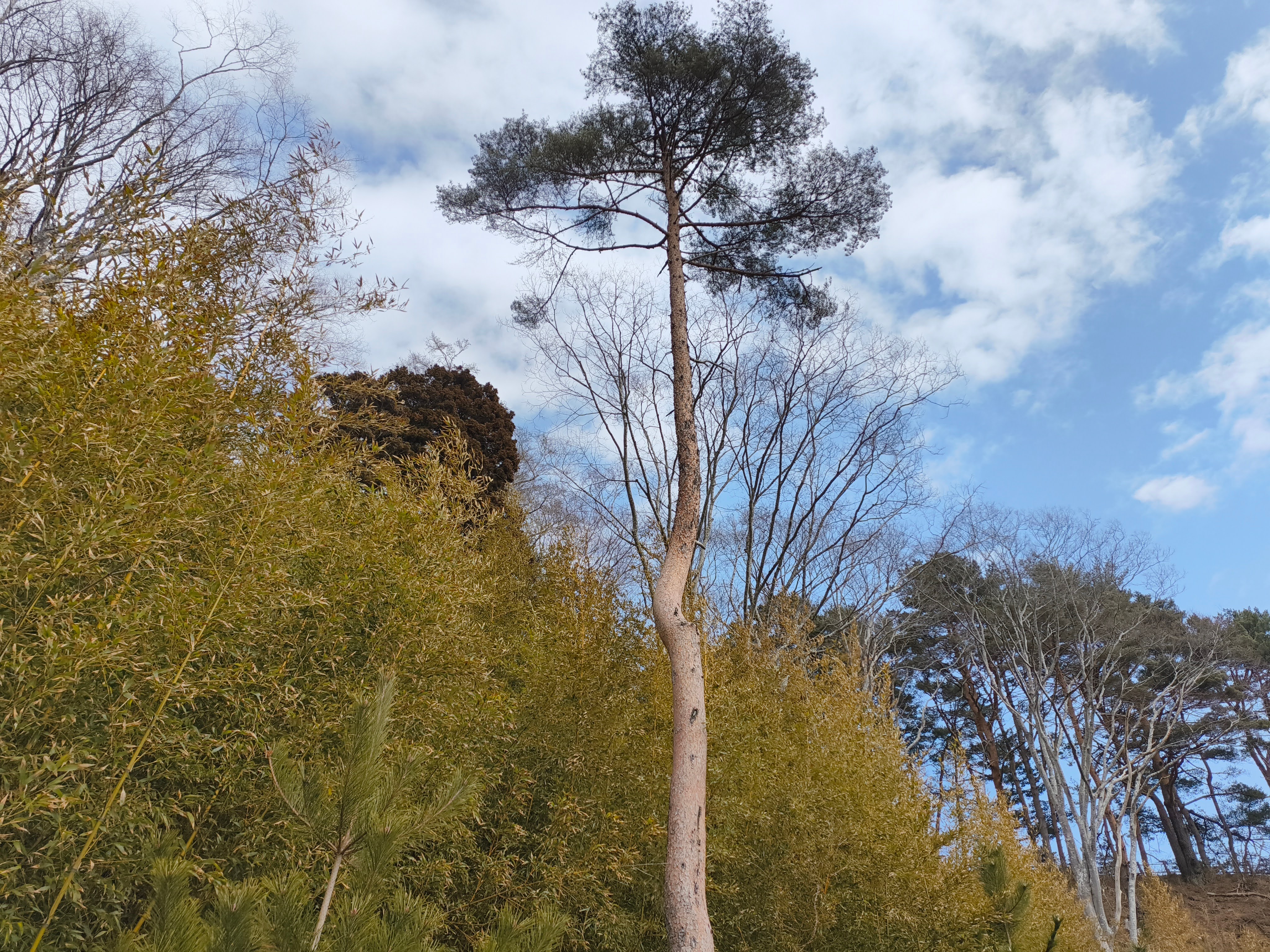 Indomitable Sanno Pine - a resilient tree surviving the tsunami