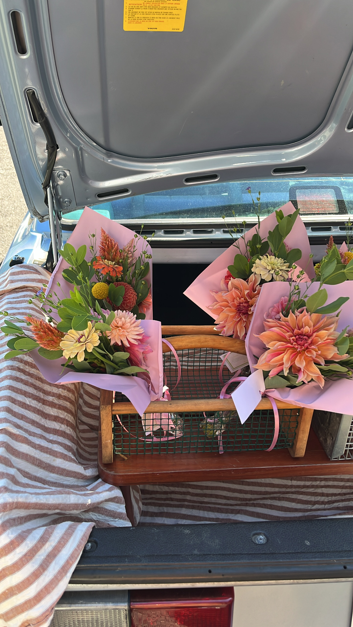 Dahlia bouquets wrapped in pink paper in vintage car trunk