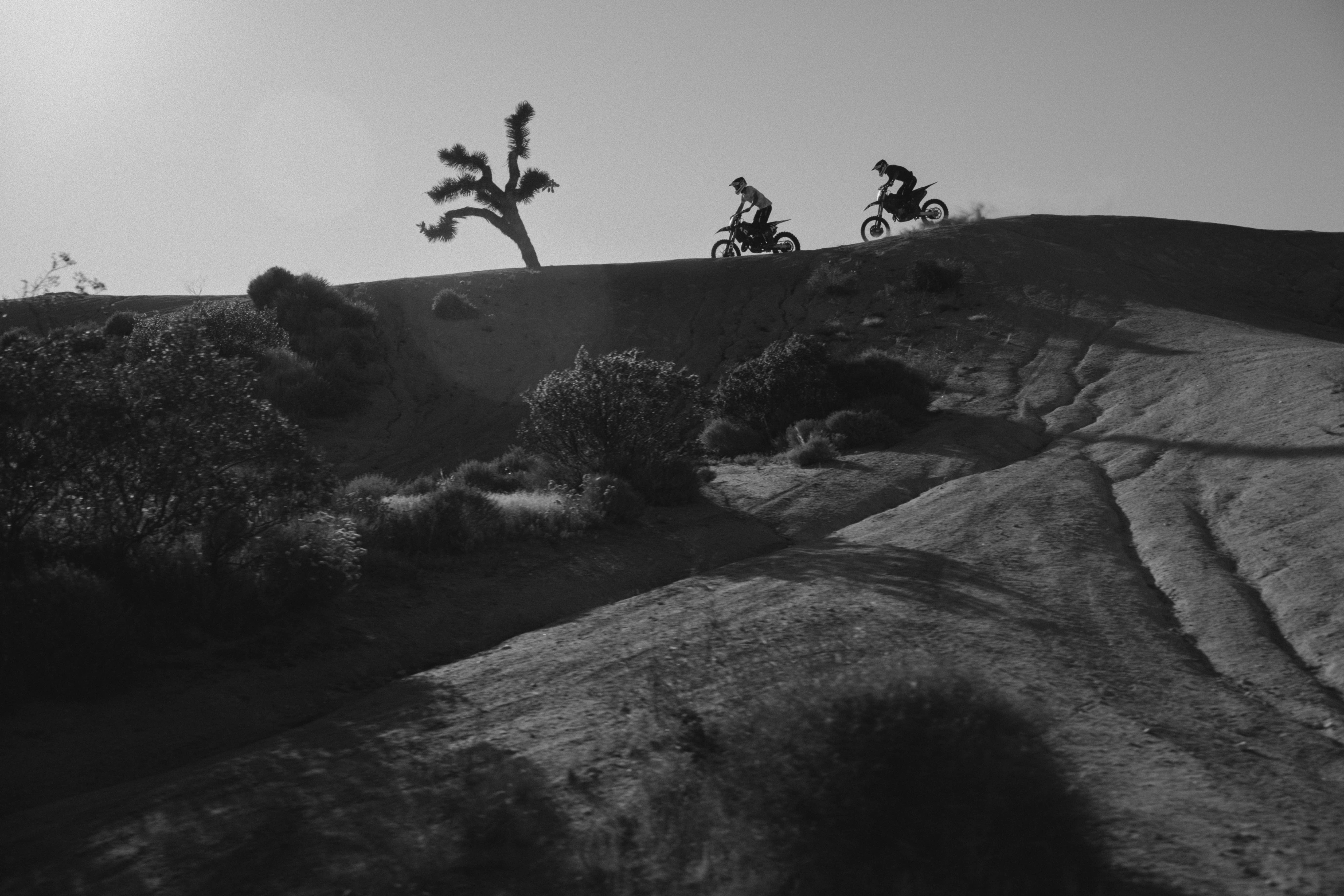 Black and white silhouette of two riders along a ridge beside a Joshua tree