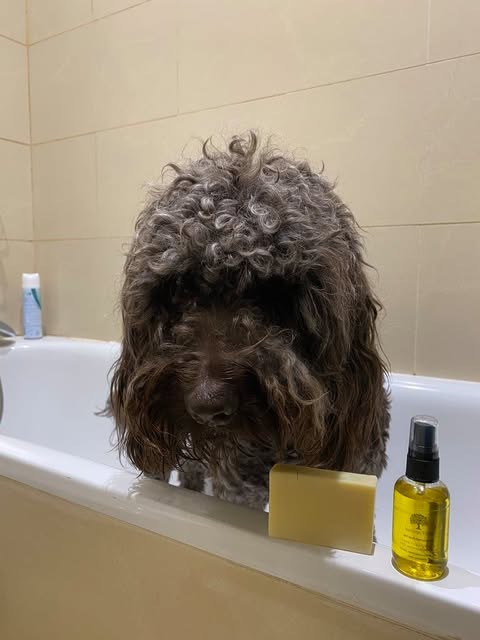 Curly dog in bathtub