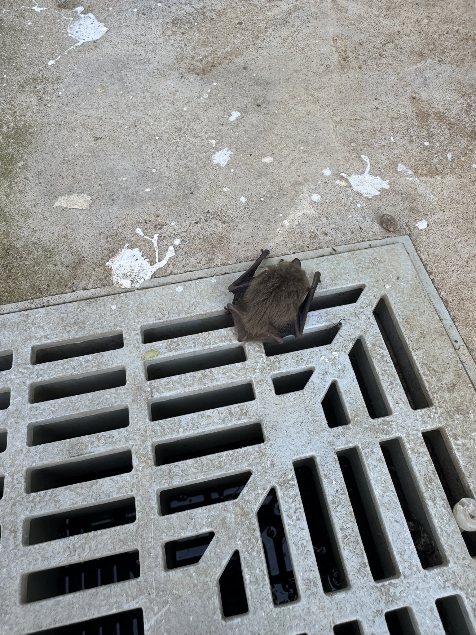 Benny the bat marooned on a concrete drain grate in the sun