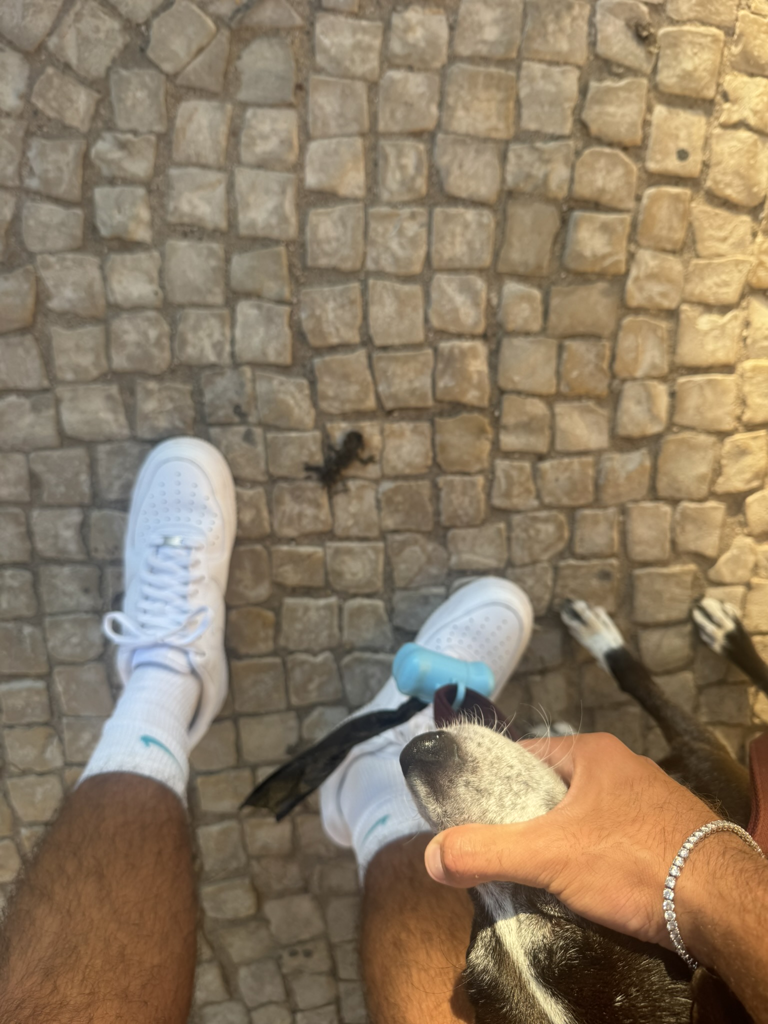 A shed lizard skin on the cobbles after being fished out of Sukuna's mouth