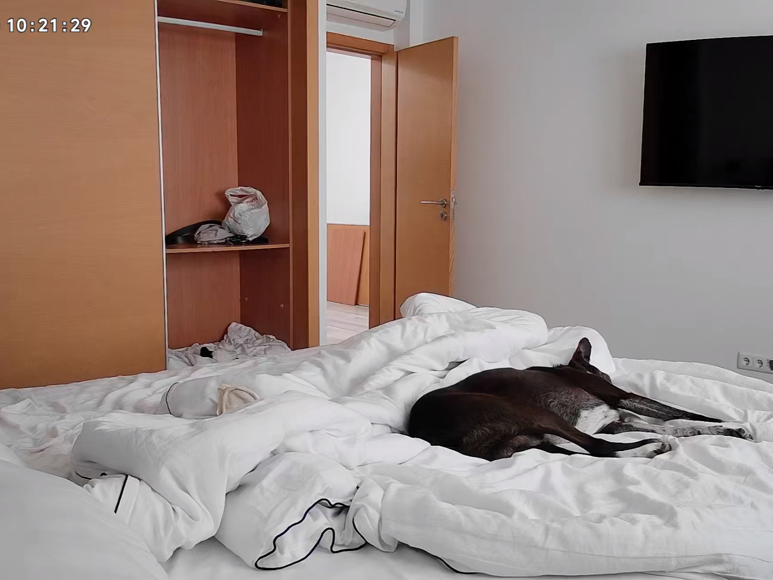 Sukuna sleeping on the bed