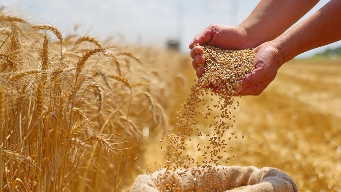 Hands pouring golden wheat grains into a burlap sack