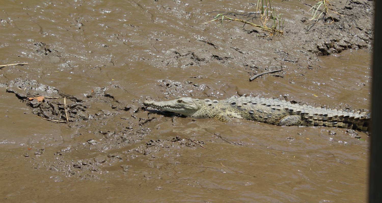 Crocodile resting on the riverbank at Caño Negro