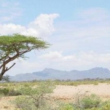 Einsame Akazie in der trockenen kenianischen Savanne mit Bergen im Hintergrund