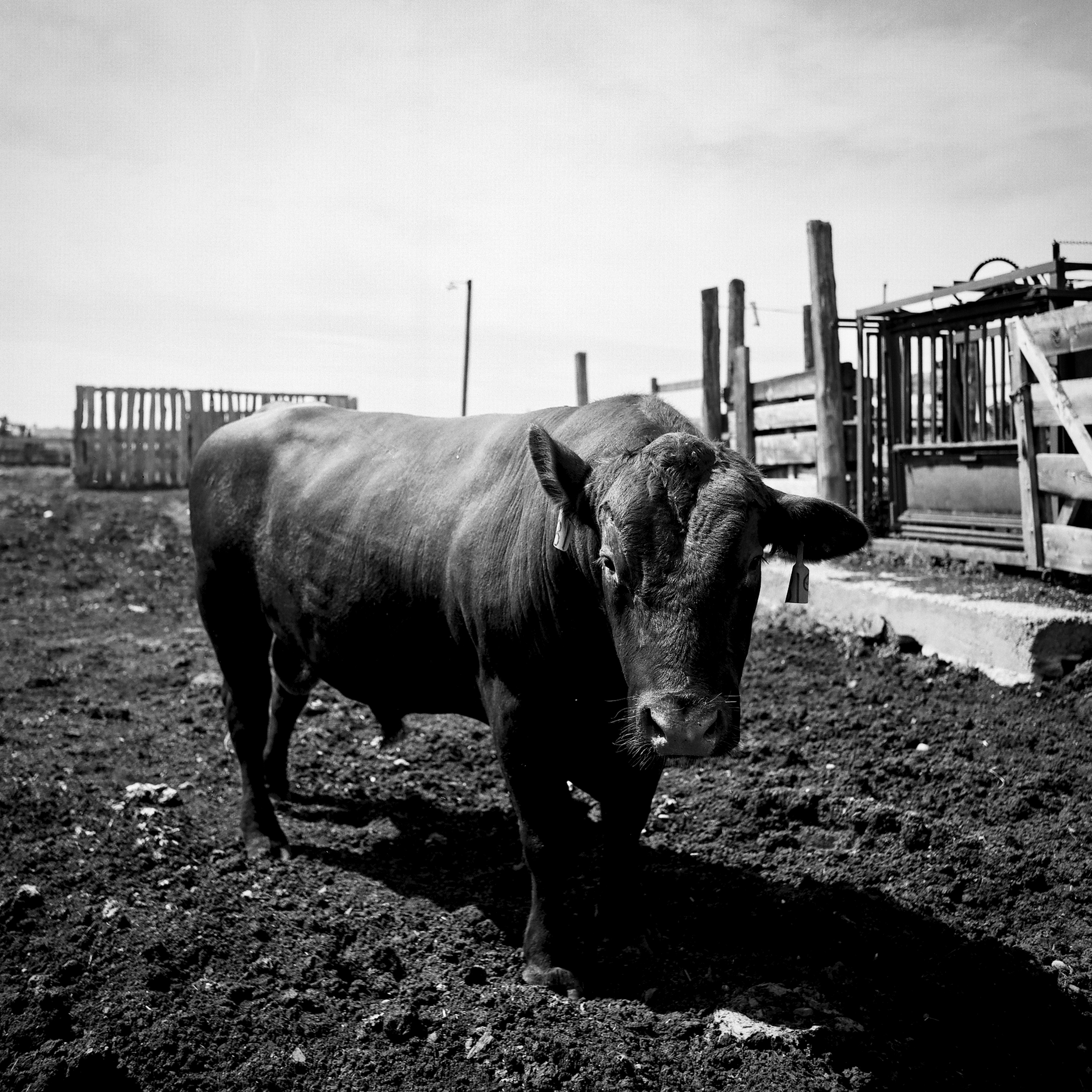 Black Angus bull standing in feedlot with wooden corral fencing and ranch structures behind