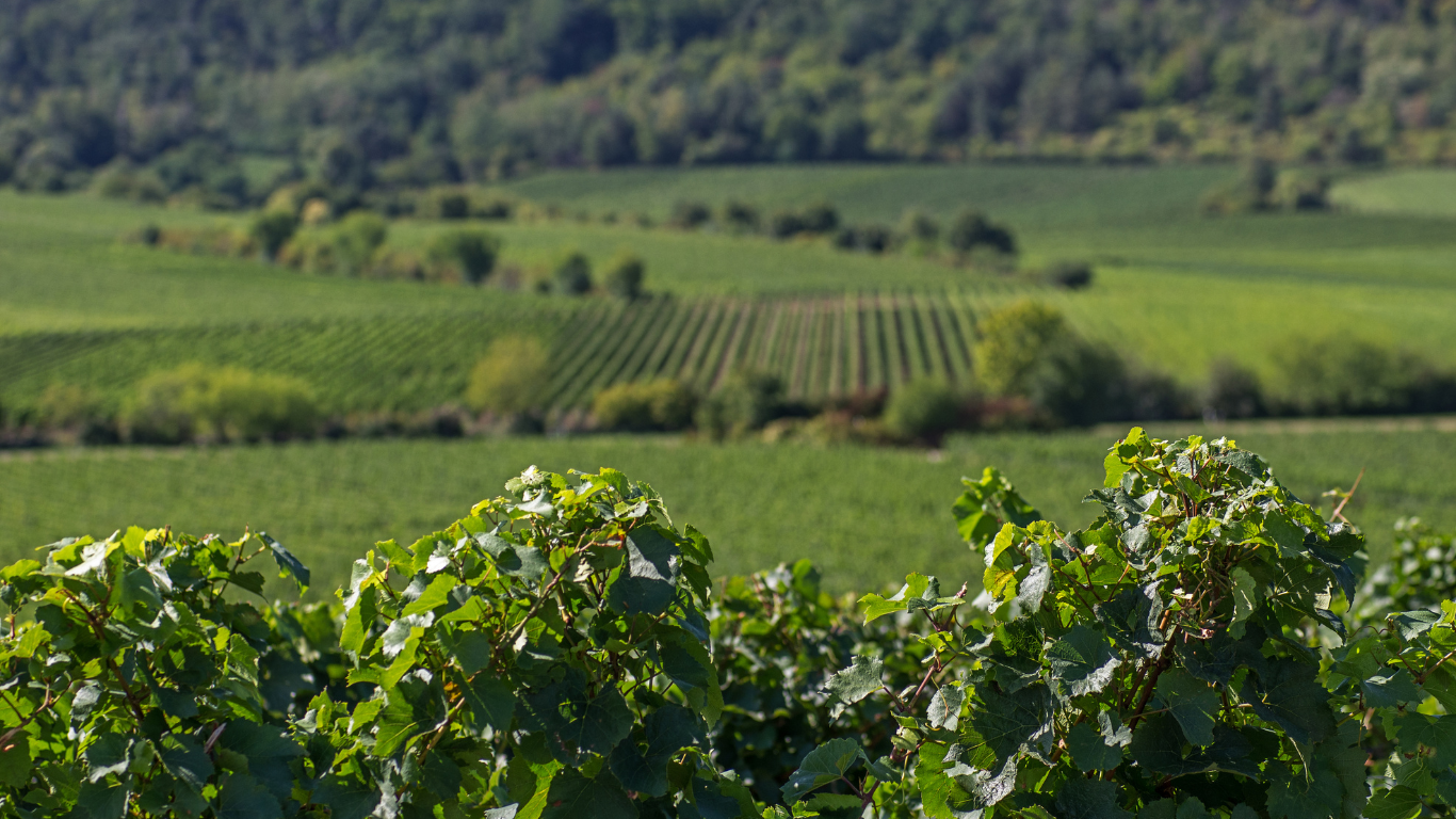 Weinberge und Felsen im Abendlicht